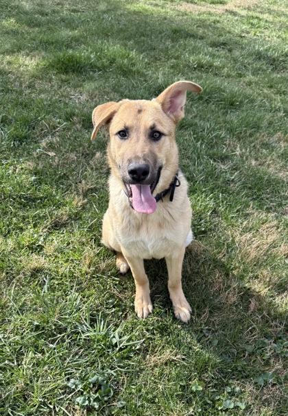 Enlarge Axel, a Adoptable mixed breed in Wilkesboro, NC image 2/3