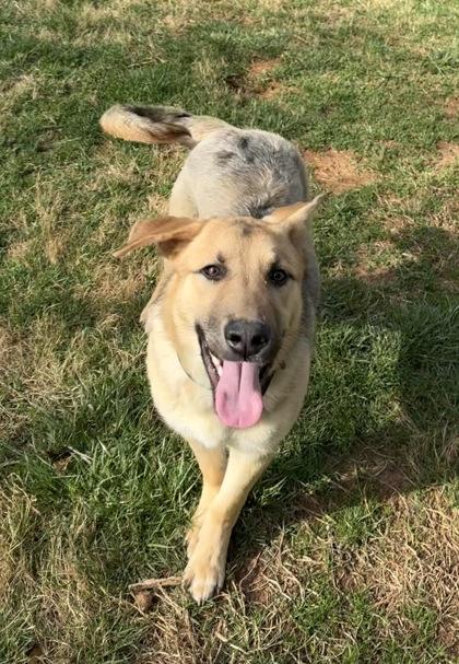 Enlarge Axel, a Adoptable mixed breed in Wilkesboro, NC image 3/3