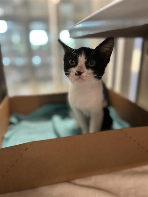 Enlarge BLACKEY, a Adoptable Domestic Short Hair in Baytown, TX image 1/1
