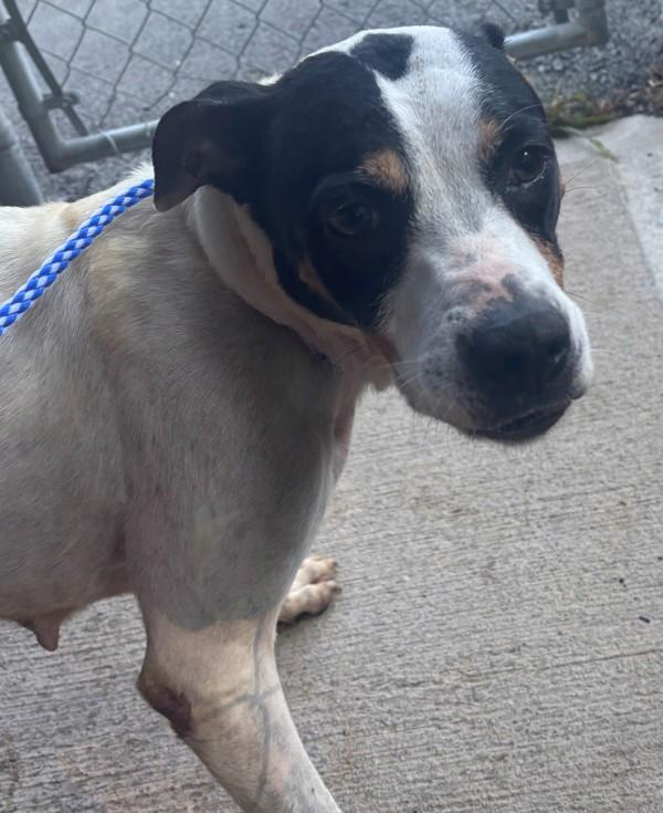 Barbera, Adoptable, Adult Female Terrier.