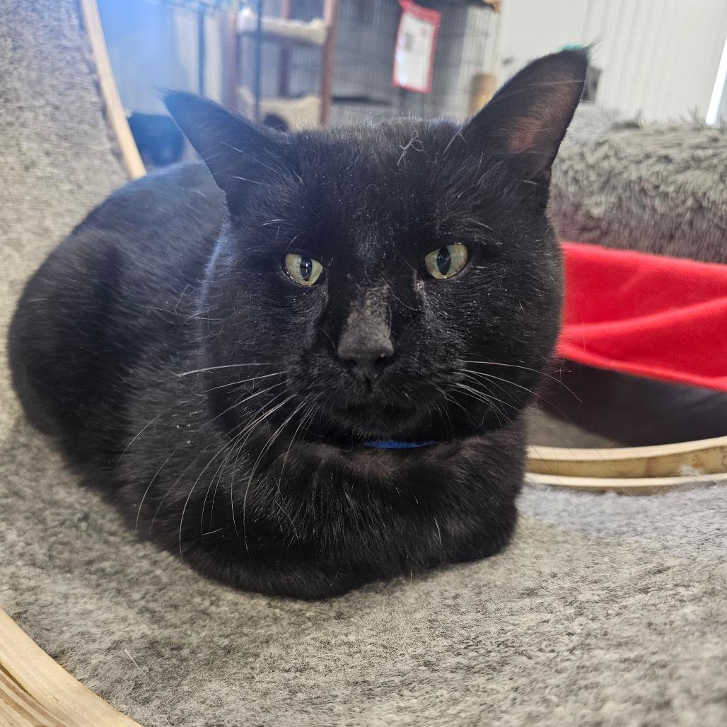 Enlarge Carlisle, a Adoptable Domestic Short Hair in Corydon, IN image 1/1