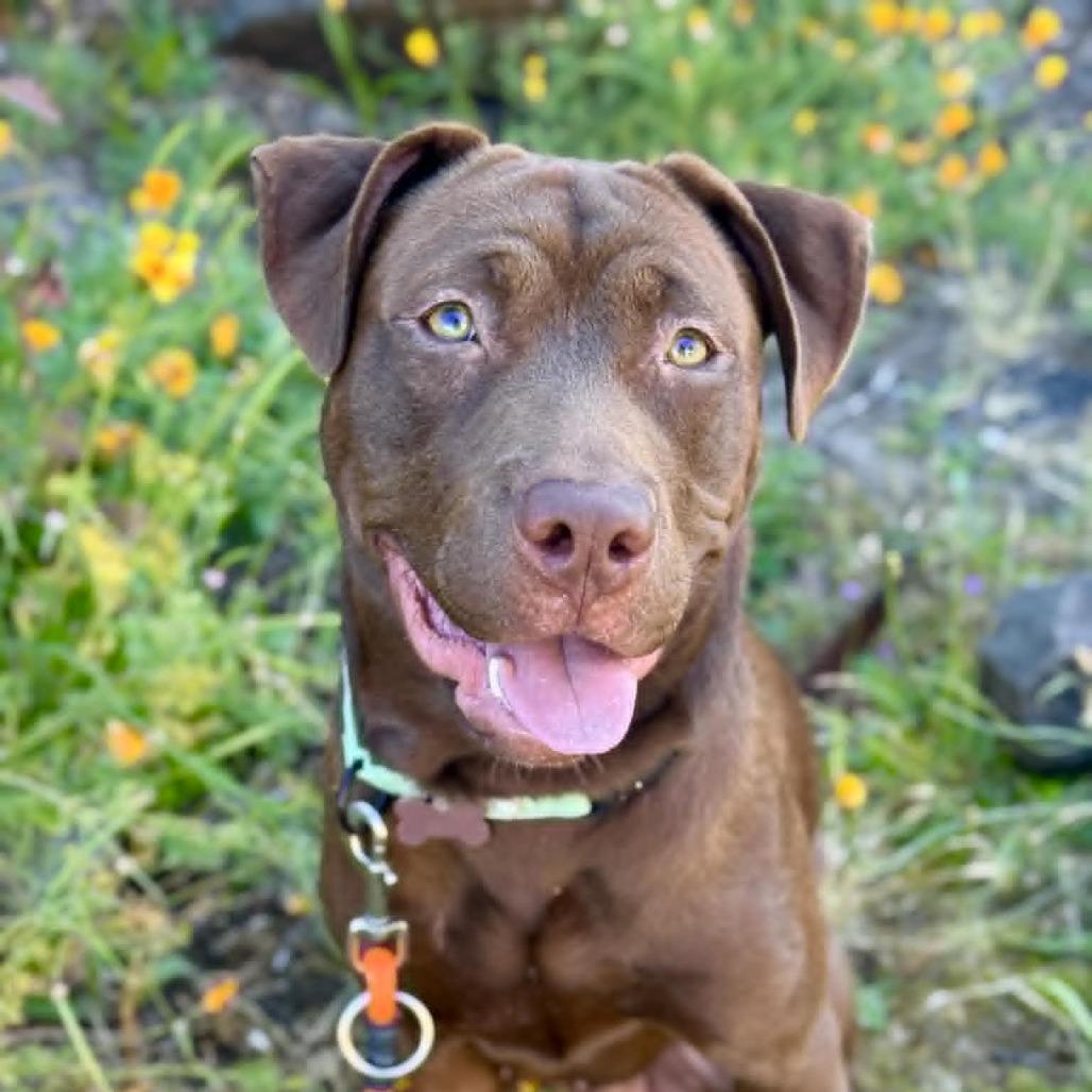 Cannoli, Adoptable, Young Male Chocolate Labrador Retriever & Pit Bull Terrier.