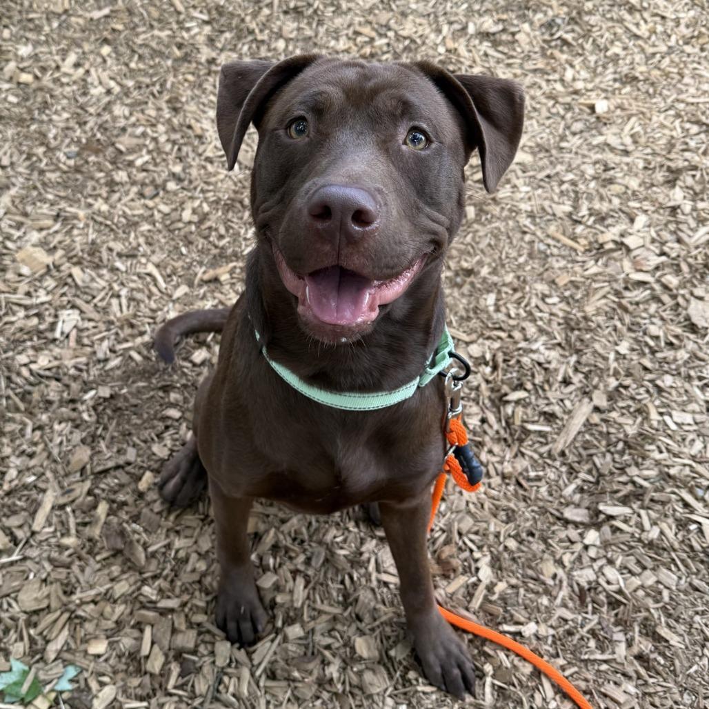 Cannoli, a Adoptable mixed breed in Tacoma, WA image 2/3