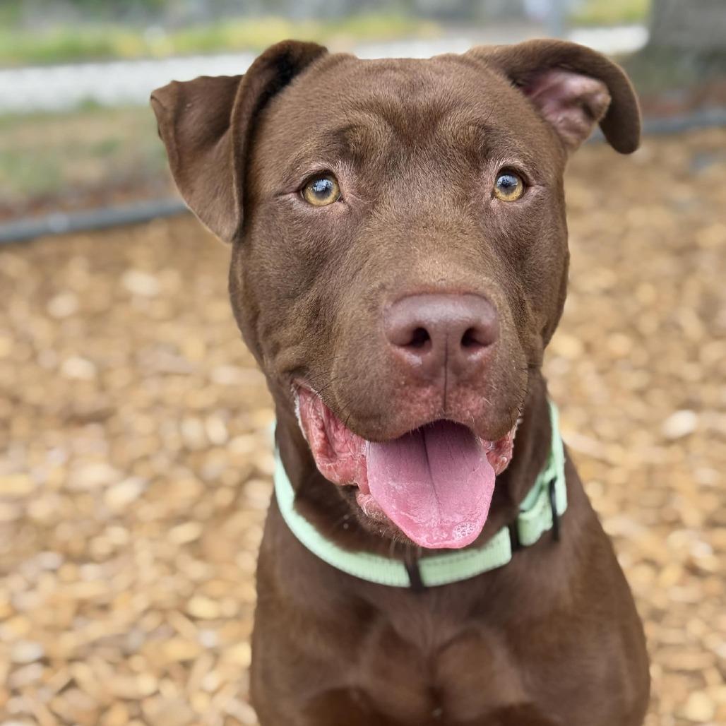 Cannoli, a Adoptable mixed breed in Tacoma, WA image 3/3
