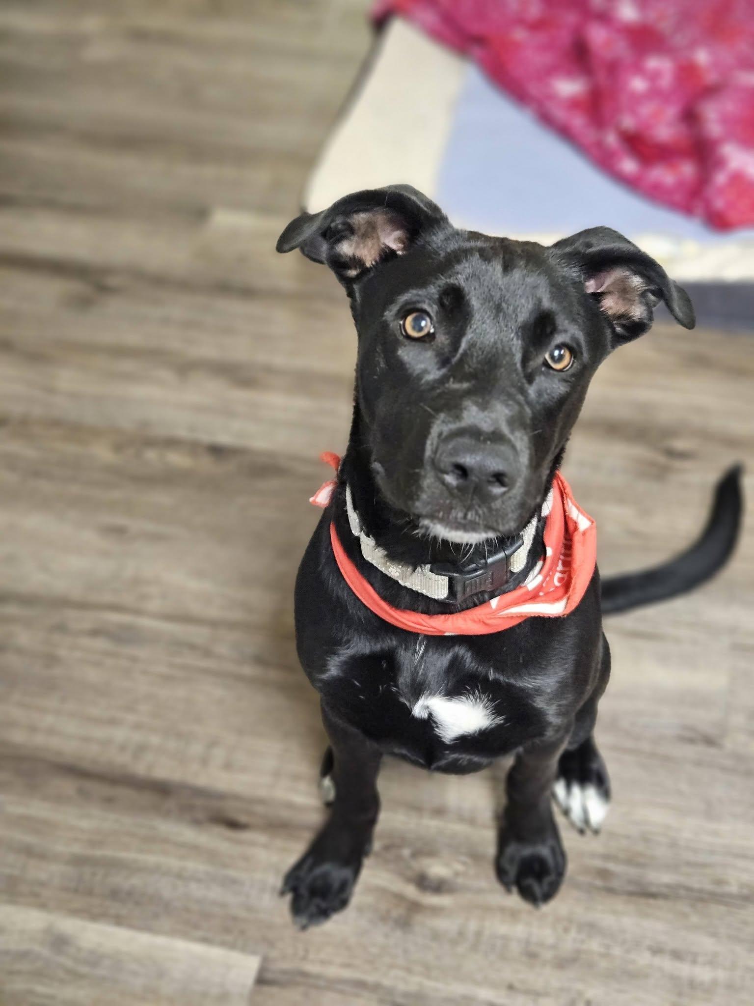 Pepper, ADOPTABLE, Puppy Female Pit Bull Terrier.