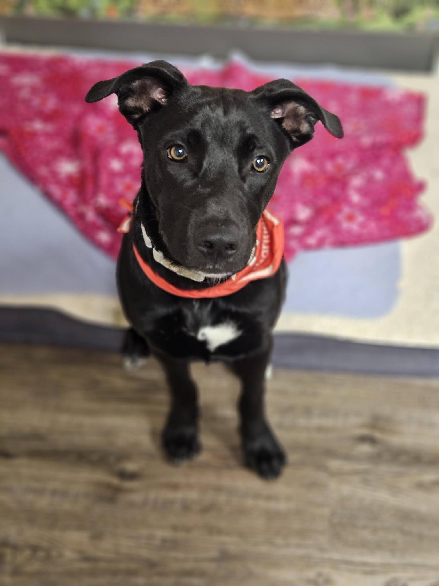 Pepper, a ADOPTABLE mixed breed in Broken Arrow, OK image 3/4