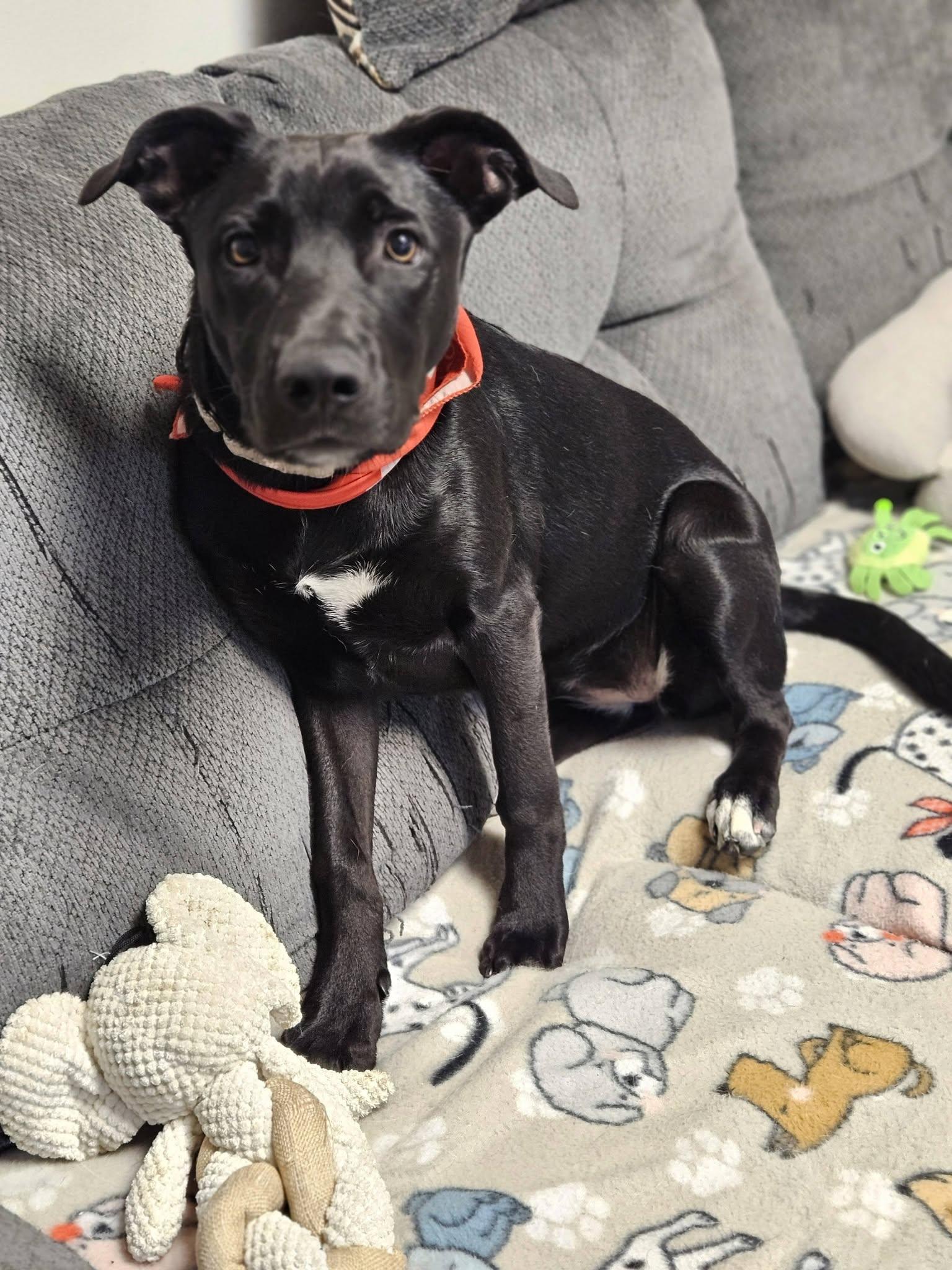 Pepper, a ADOPTABLE mixed breed in Broken Arrow, OK image 2/4