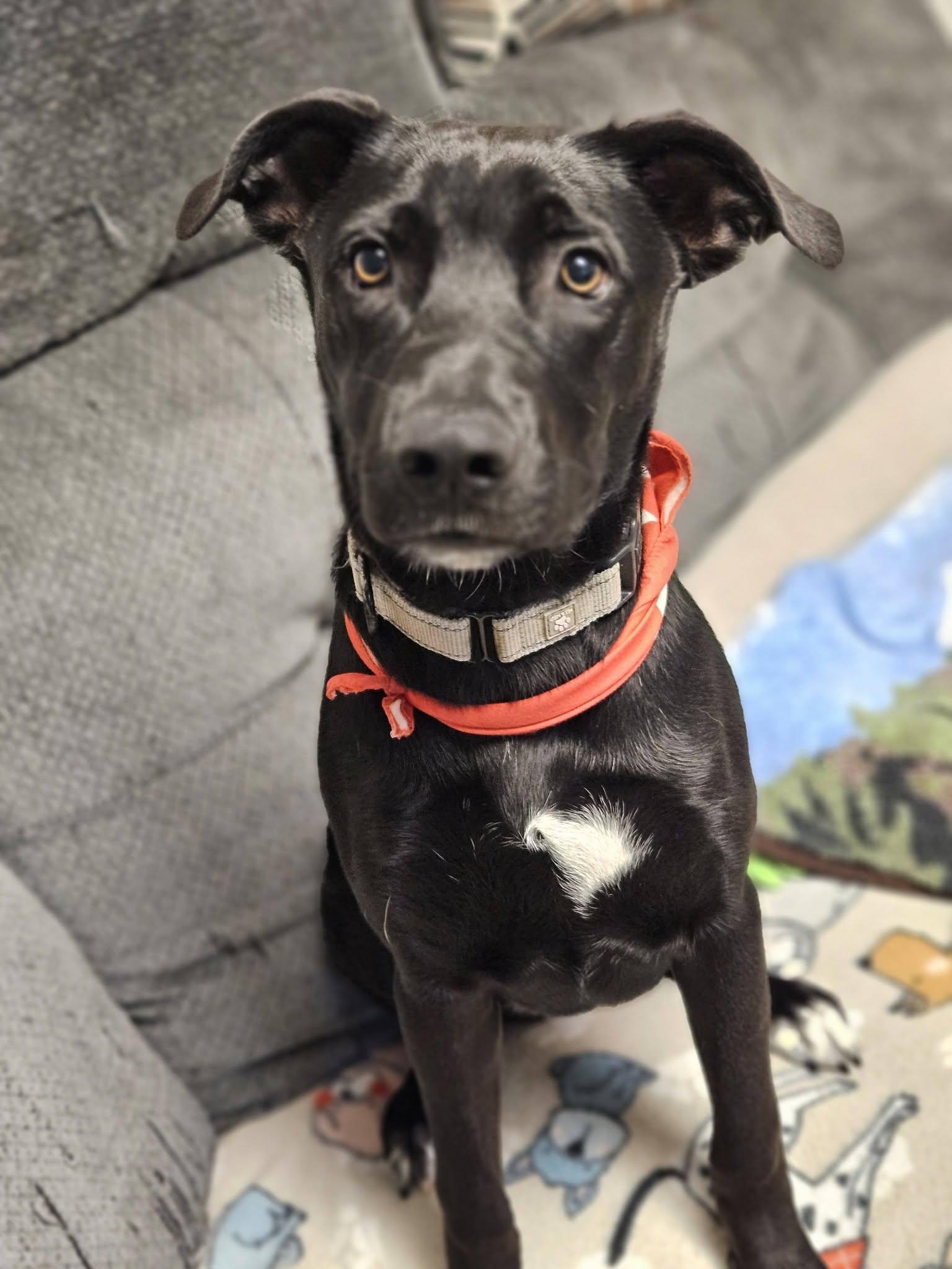 Pepper, a ADOPTABLE mixed breed in Broken Arrow, OK image 4/4