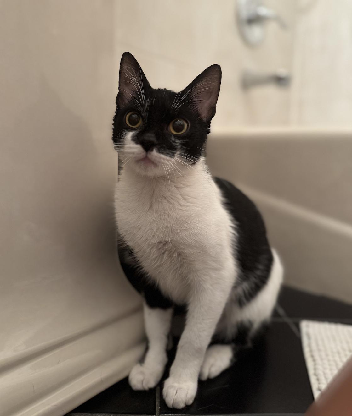 Jammin' * $100 adoption fee*, a Adoptable mixed breed in Merrick, NY image 2/5