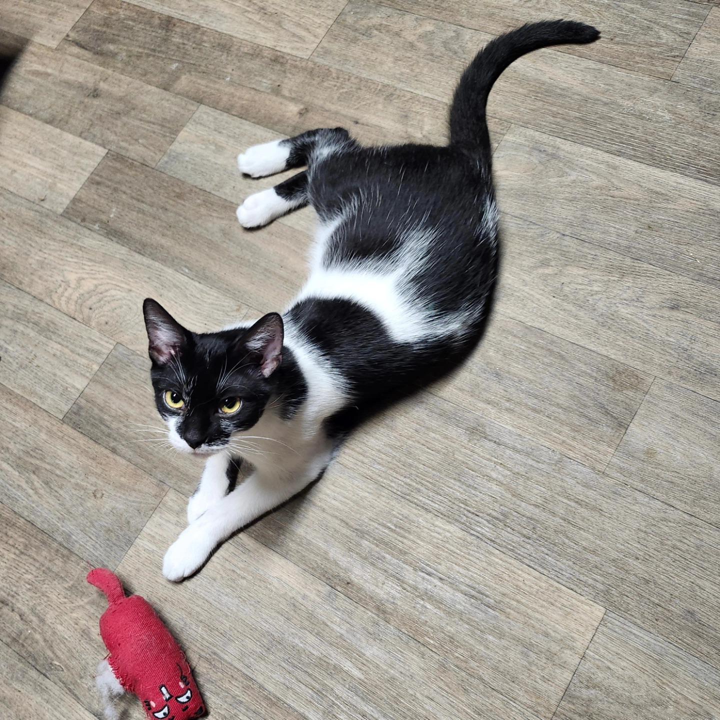 Jammin' * $100 adoption fee*, Adoptable, Young Male Domestic Short Hair.