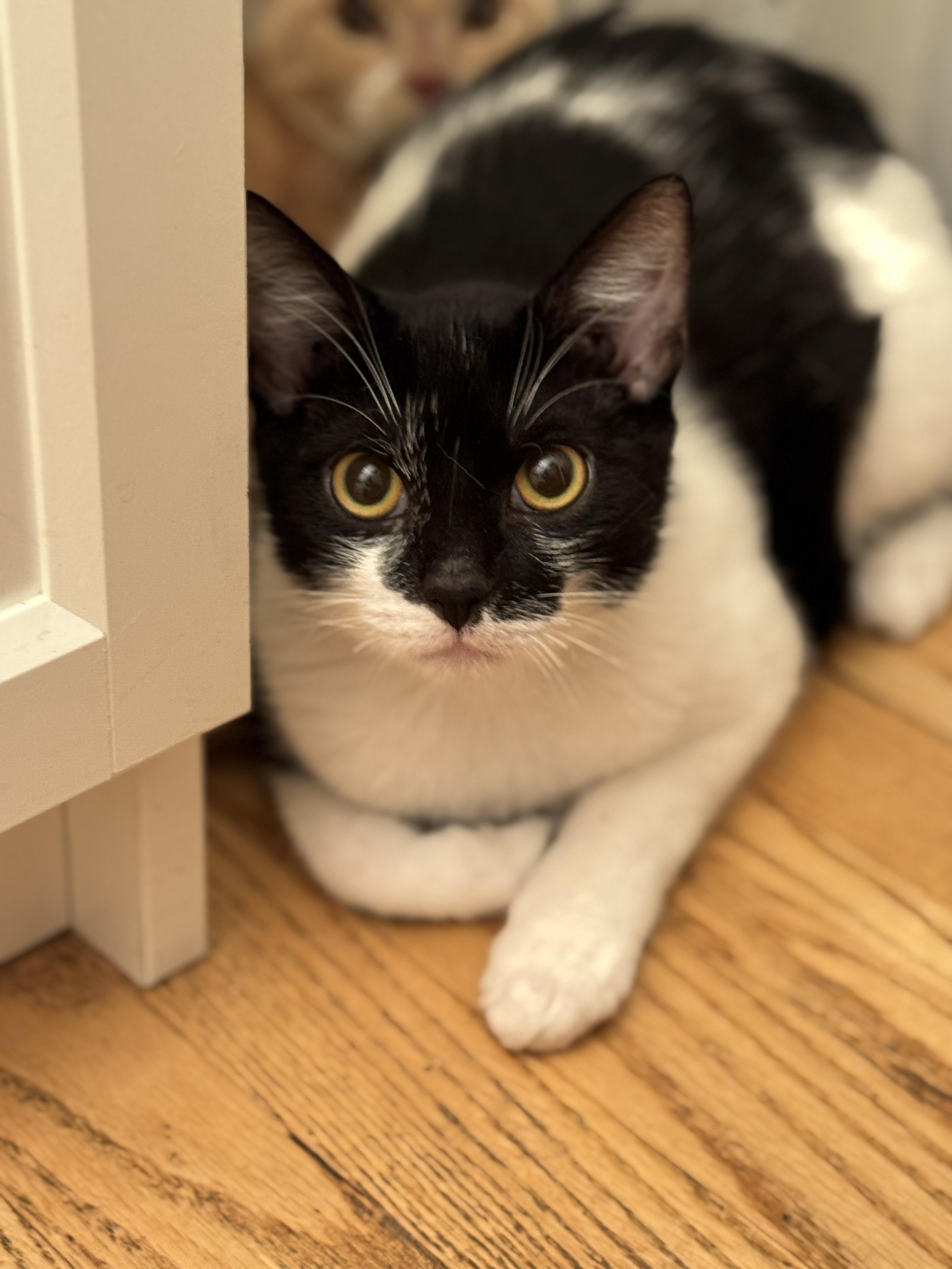 Jammin' * $100 adoption fee*, a Adoptable mixed breed in Merrick, NY image 5/5