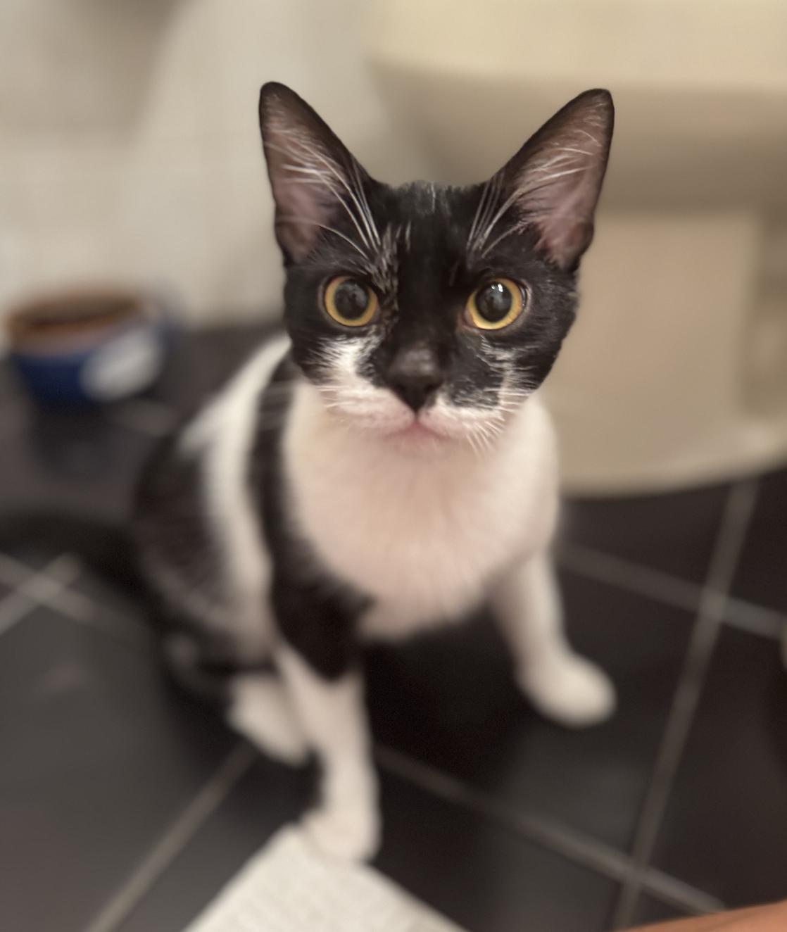 Jammin' * $100 adoption fee*, a Adoptable mixed breed in Merrick, NY image 3/5