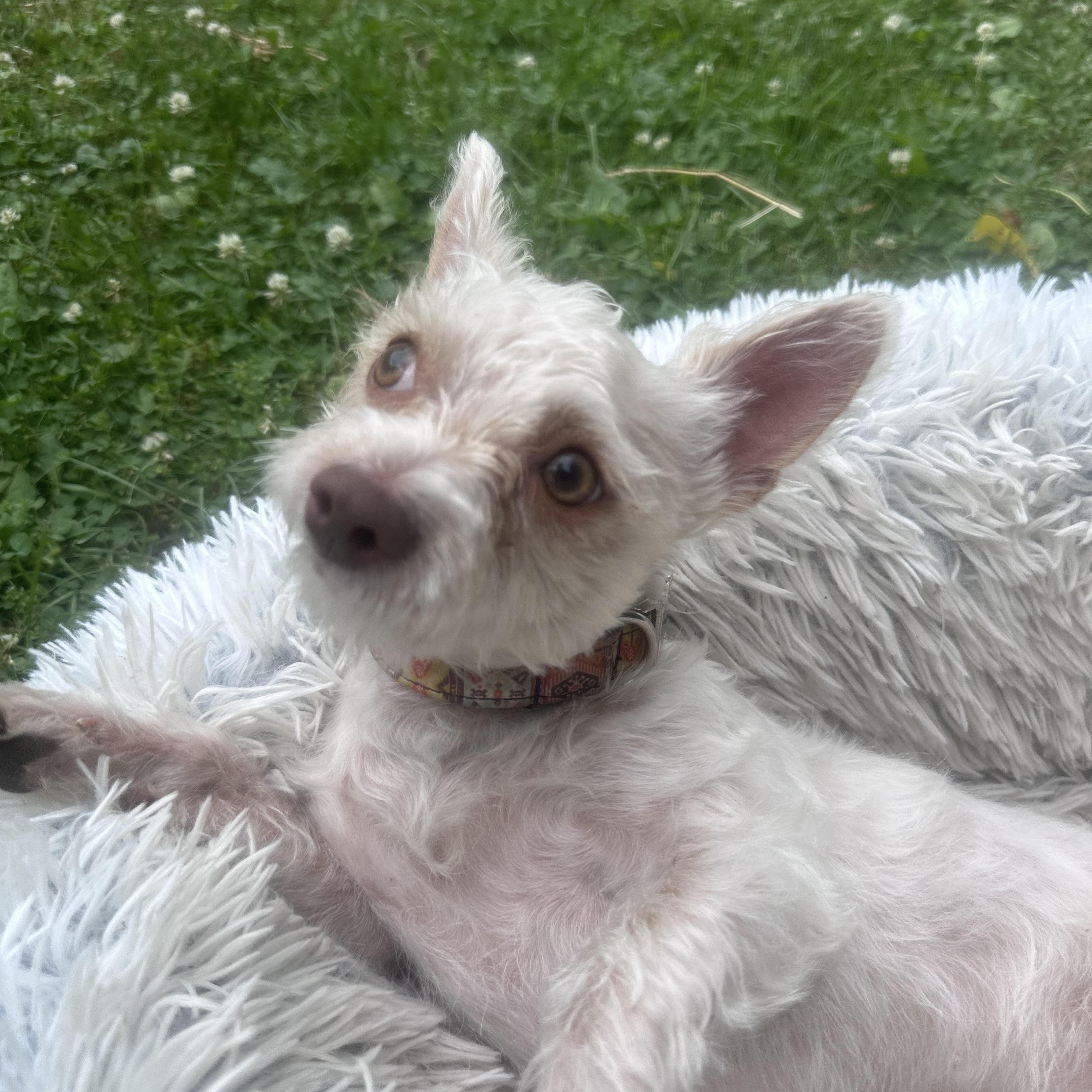 Romeo, a ADOPTABLE mixed breed in Pleasant Valley, NY image 6/6