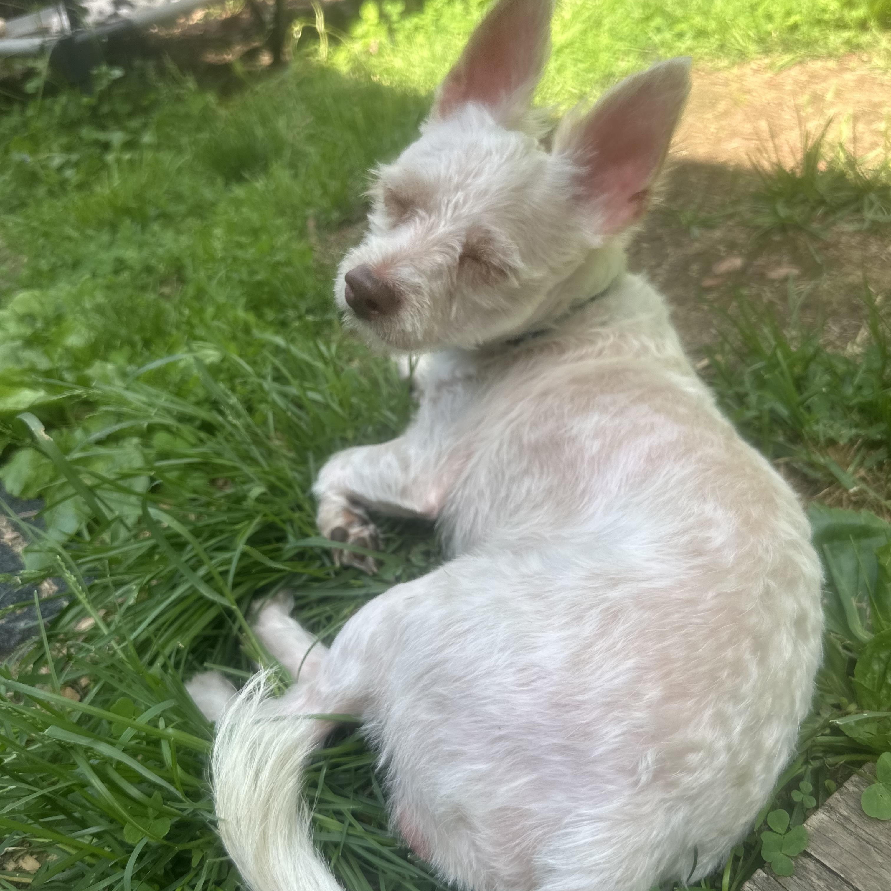 Romeo, a ADOPTABLE mixed breed in Pleasant Valley, NY image 2/6
