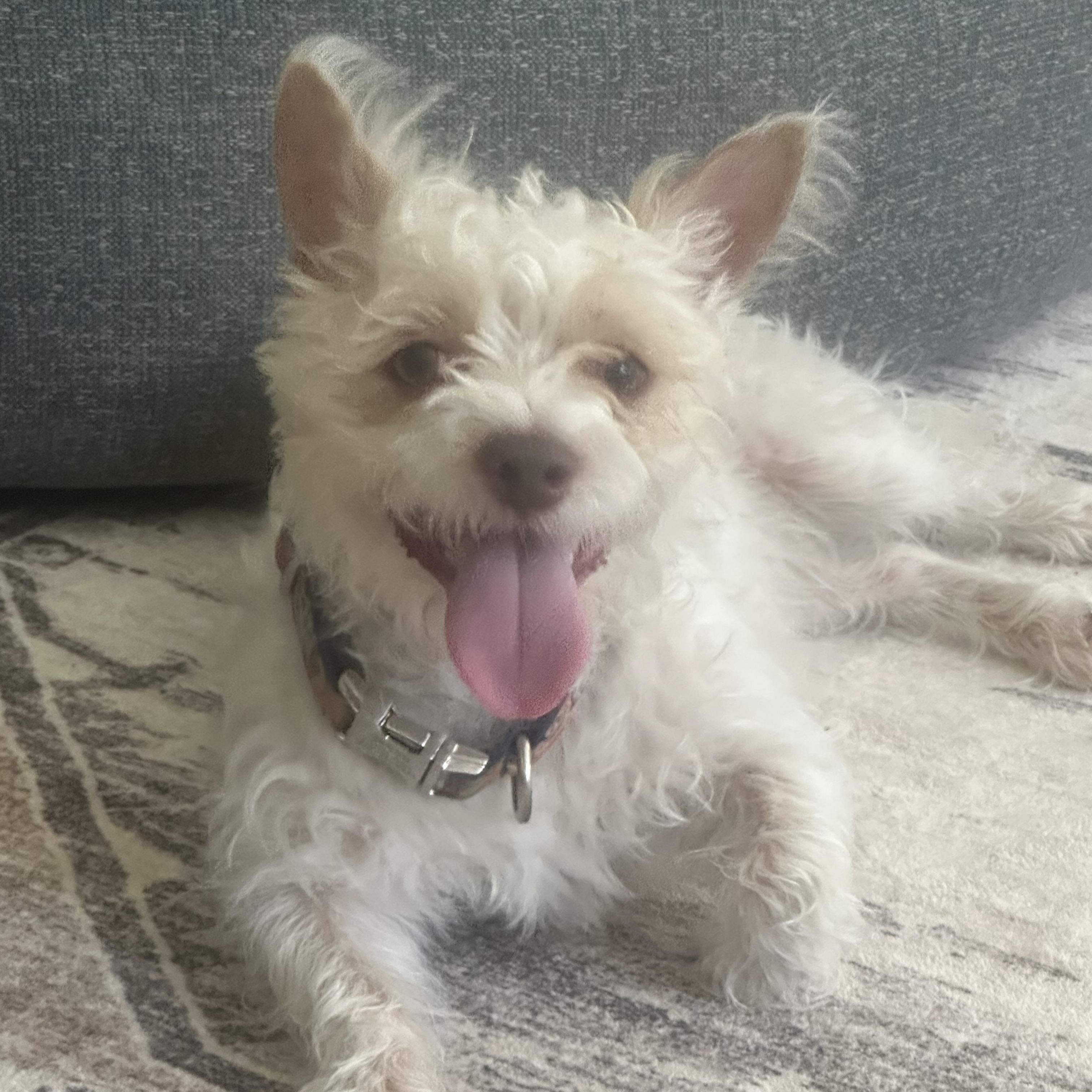 Romeo, ADOPTABLE, Young Male Wirehaired Terrier.