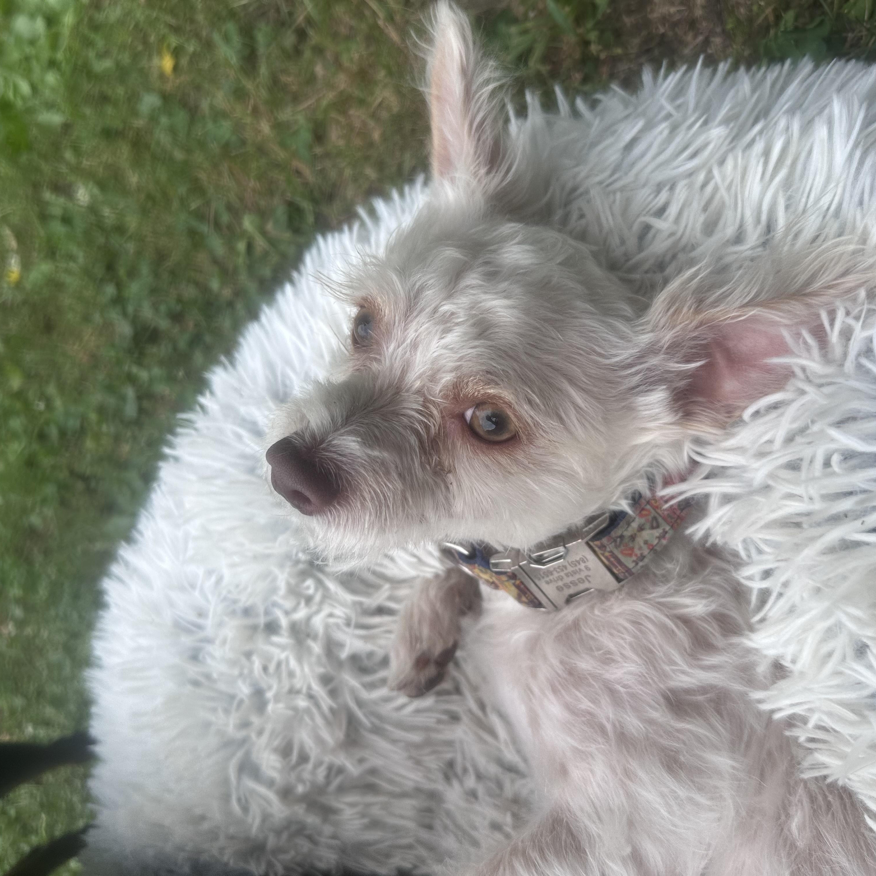 Romeo, a ADOPTABLE mixed breed in Pleasant Valley, NY image 5/6