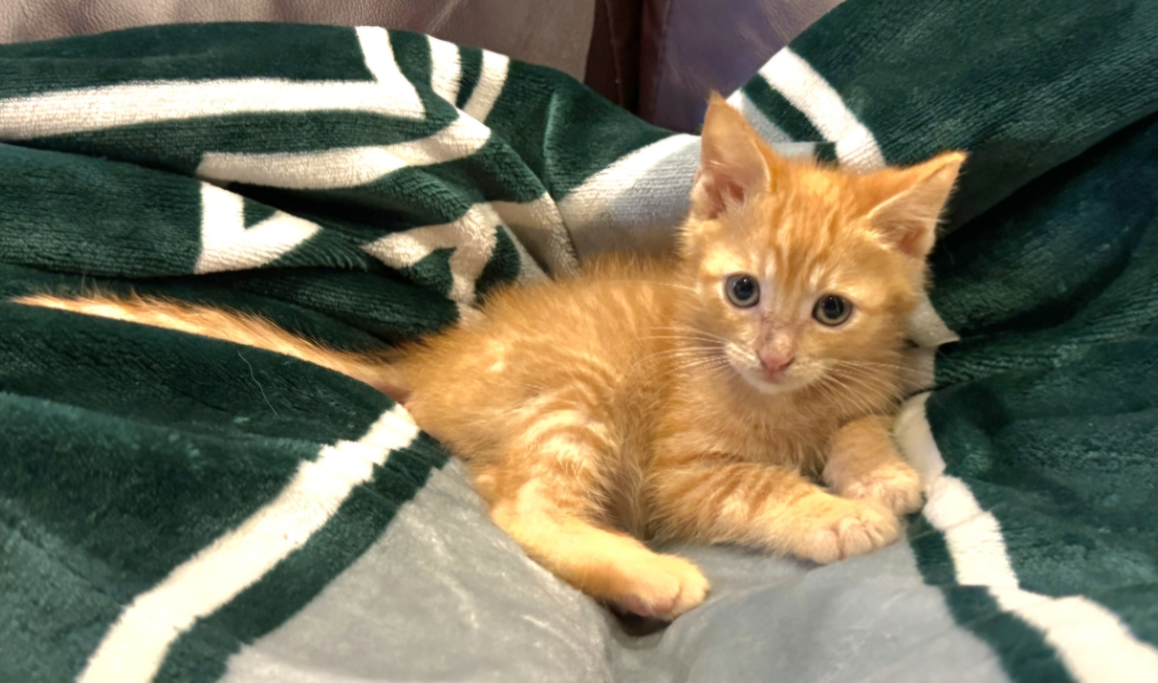 Cat for adoption Cinnamon, a Domestic Short Hair & Tabby Mix in