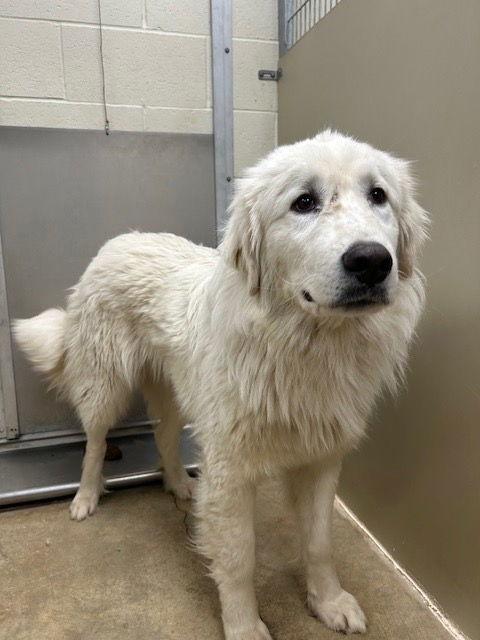Sasha/Kasha, Adopted, Adult Female Great Pyrenees.