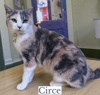 Circe, adopted, Young Female Domestic Short Hair.