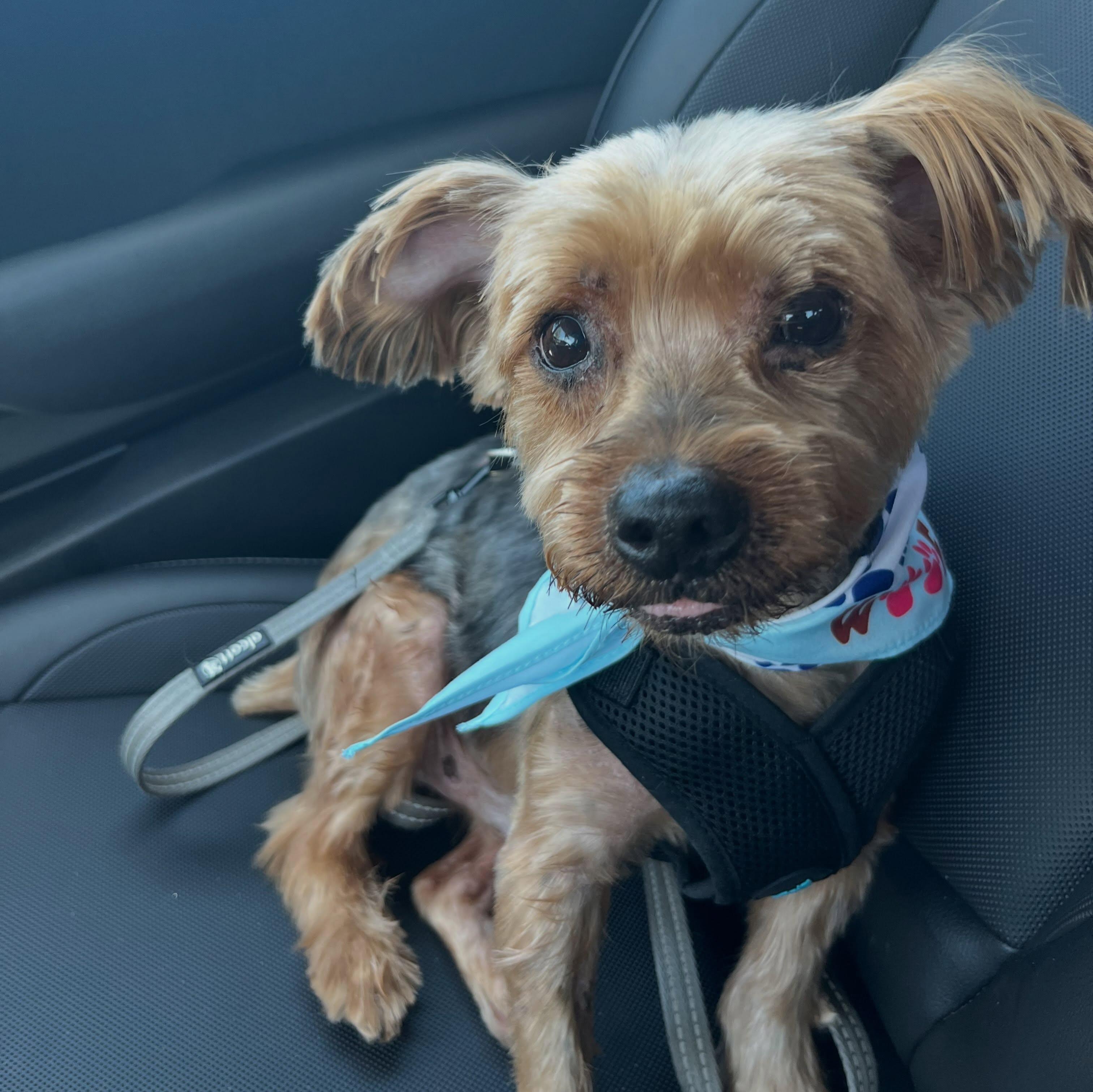 Enlarge Liberace, a ADOPTABLE Yorkshire Terrier in Upland, CA image 2/2