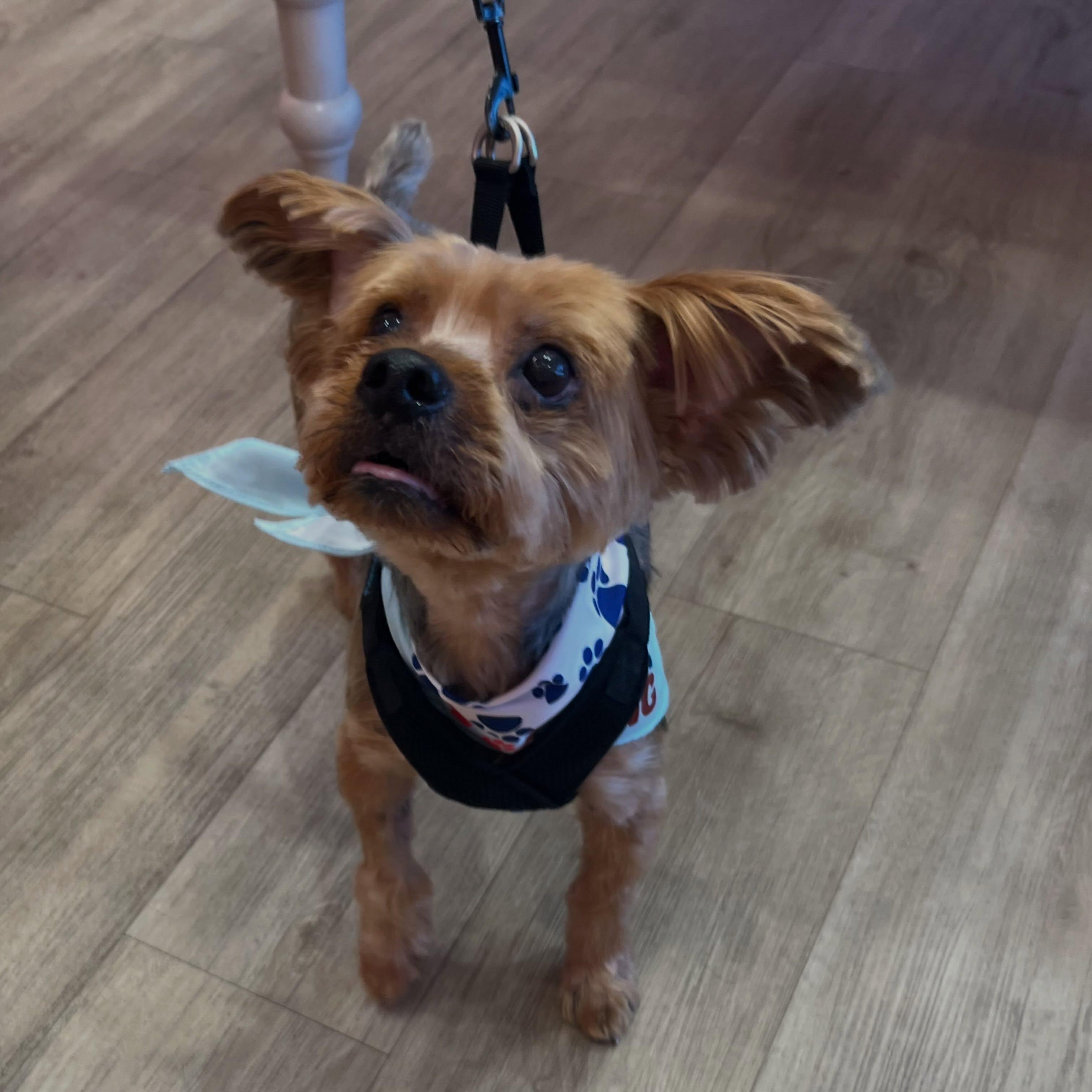 Liberace, ADOPTABLE, Young Male Yorkshire Terrier.
