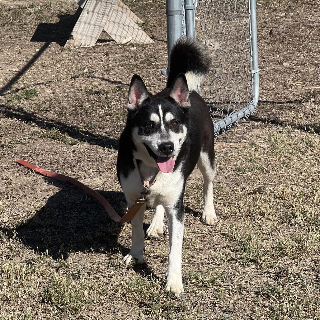 FISHY, Adoptable, Adult Male Husky & McNab.
