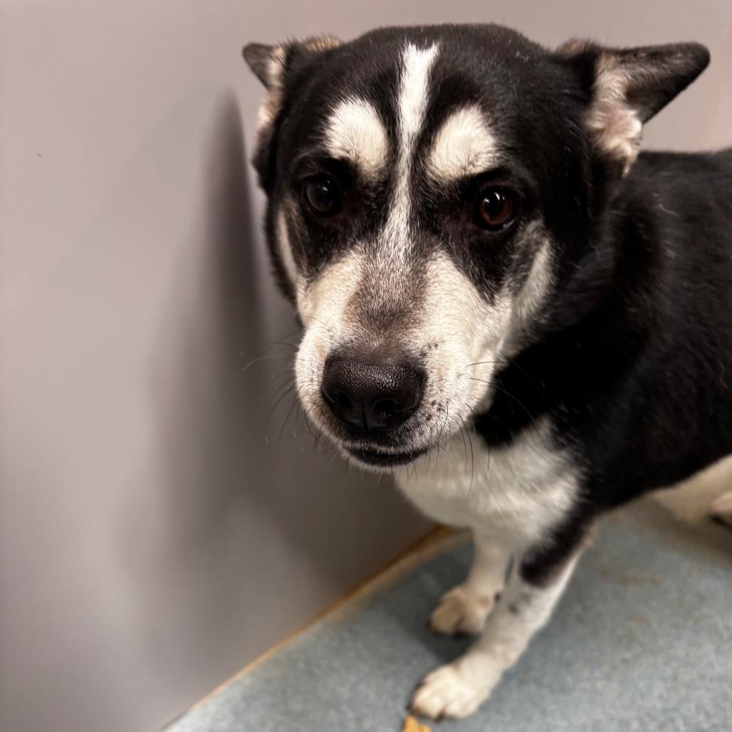 Enlarge FISHY, a Adoptable mixed breed in Edinburg, TX image 2/6