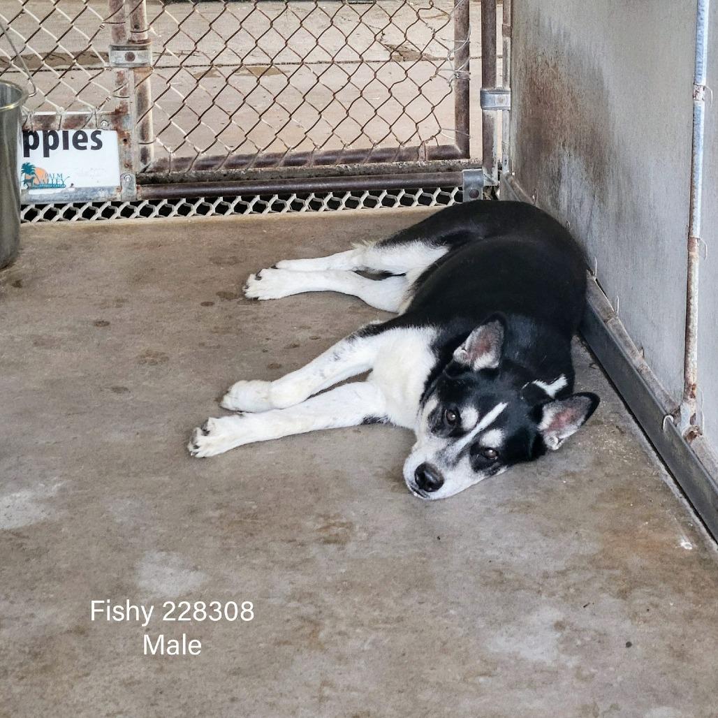 Enlarge FISHY, a Adoptable mixed breed in Edinburg, TX image 3/6