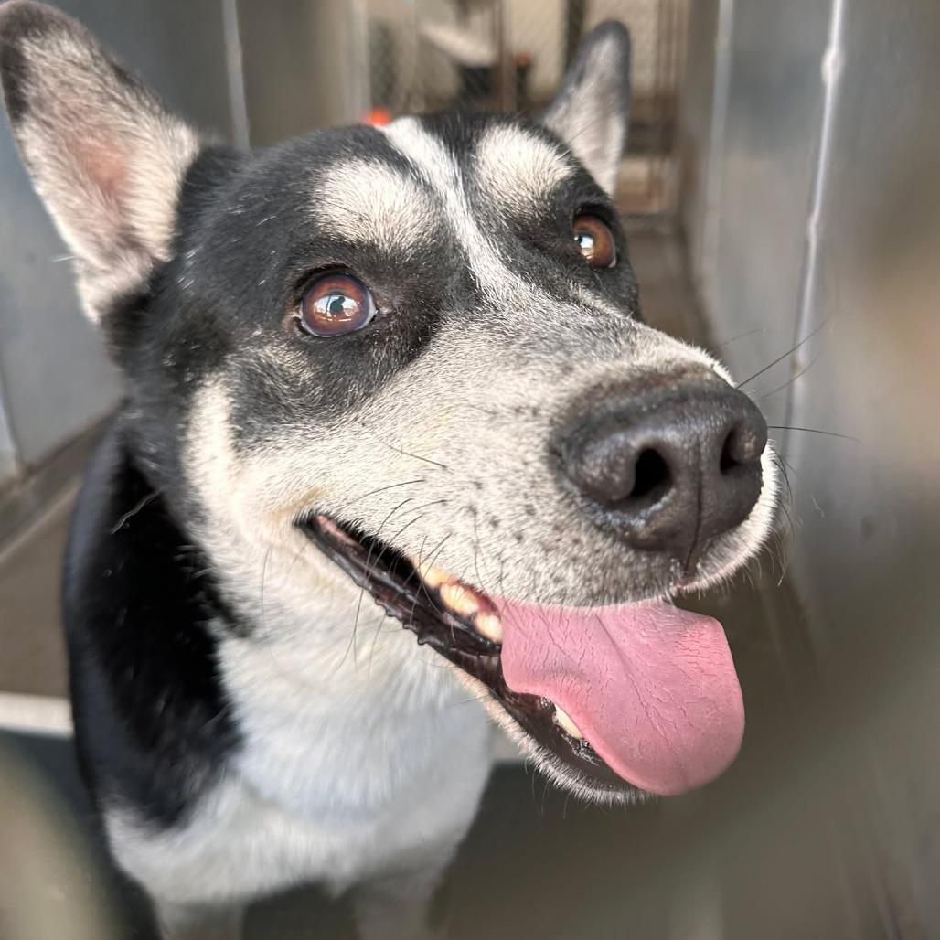 Enlarge FISHY, a Adoptable mixed breed in Edinburg, TX image 6/6
