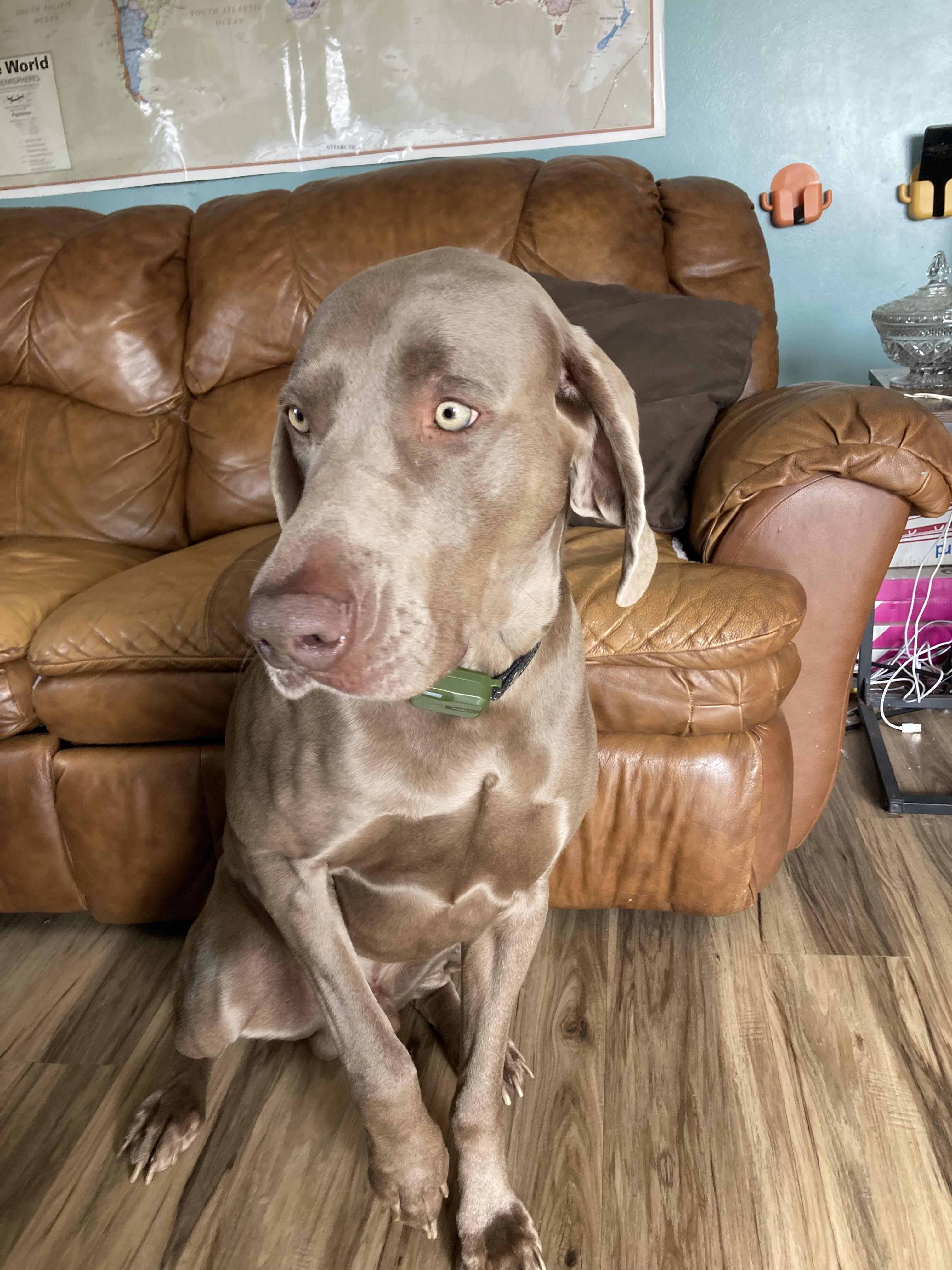 Ivan (The Great), Adopted, Young Male Weimaraner.