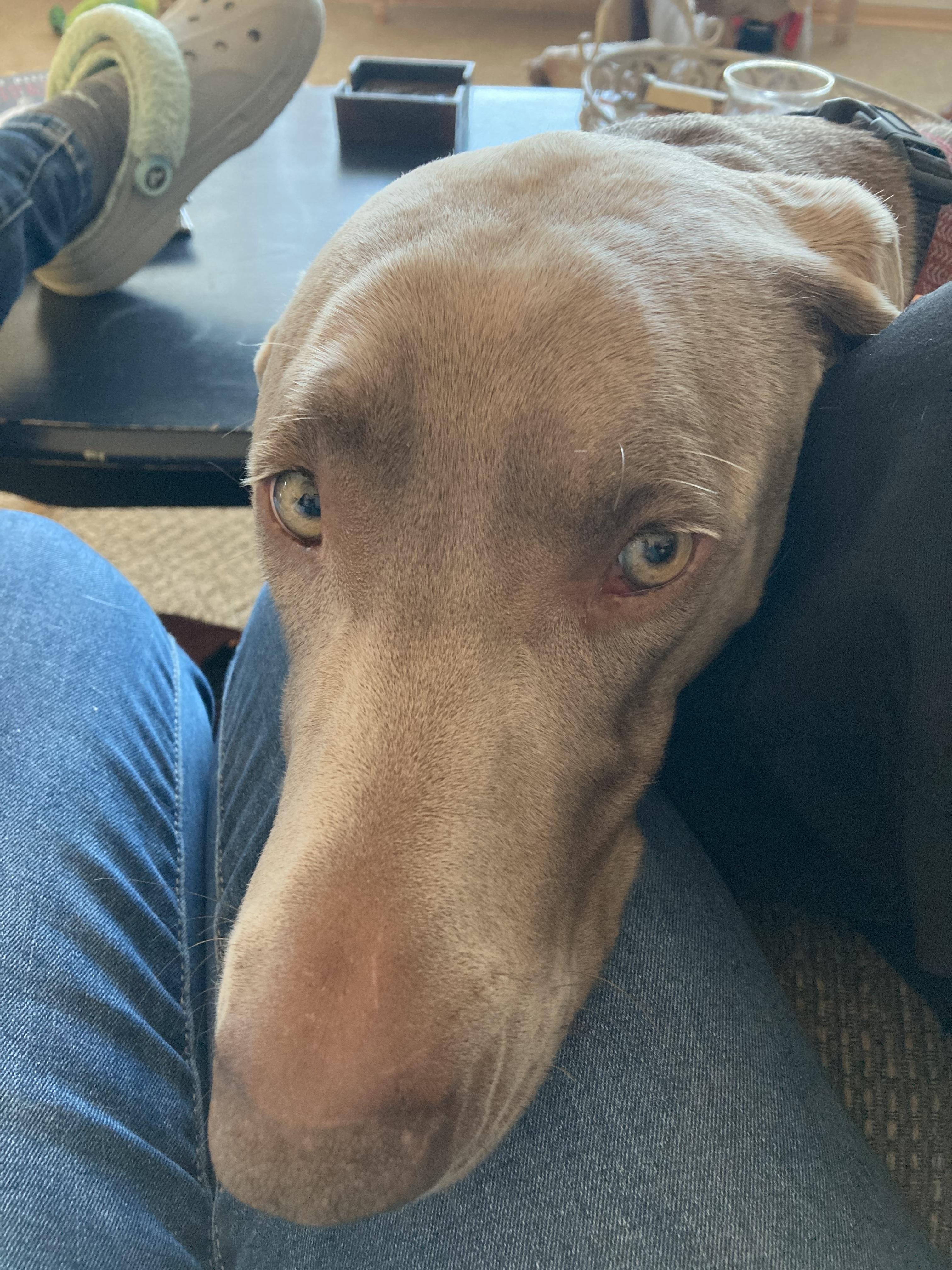 Ivan (The Great), a Adopted Weimaraner in Columbus, NE image 2/2