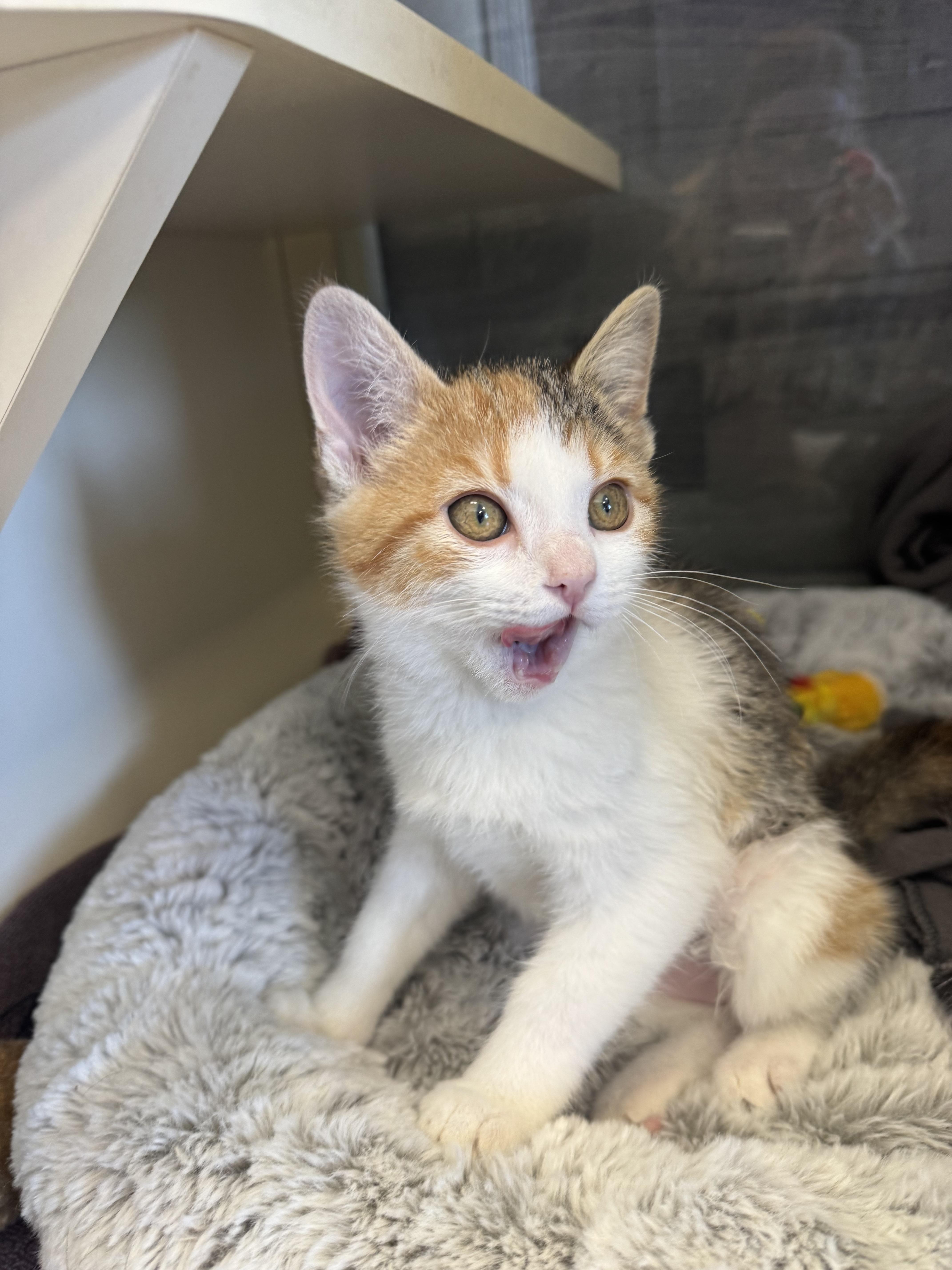 Enlarge Fawn, an adopted mixed breed in Buena Vista, CO image 2/2