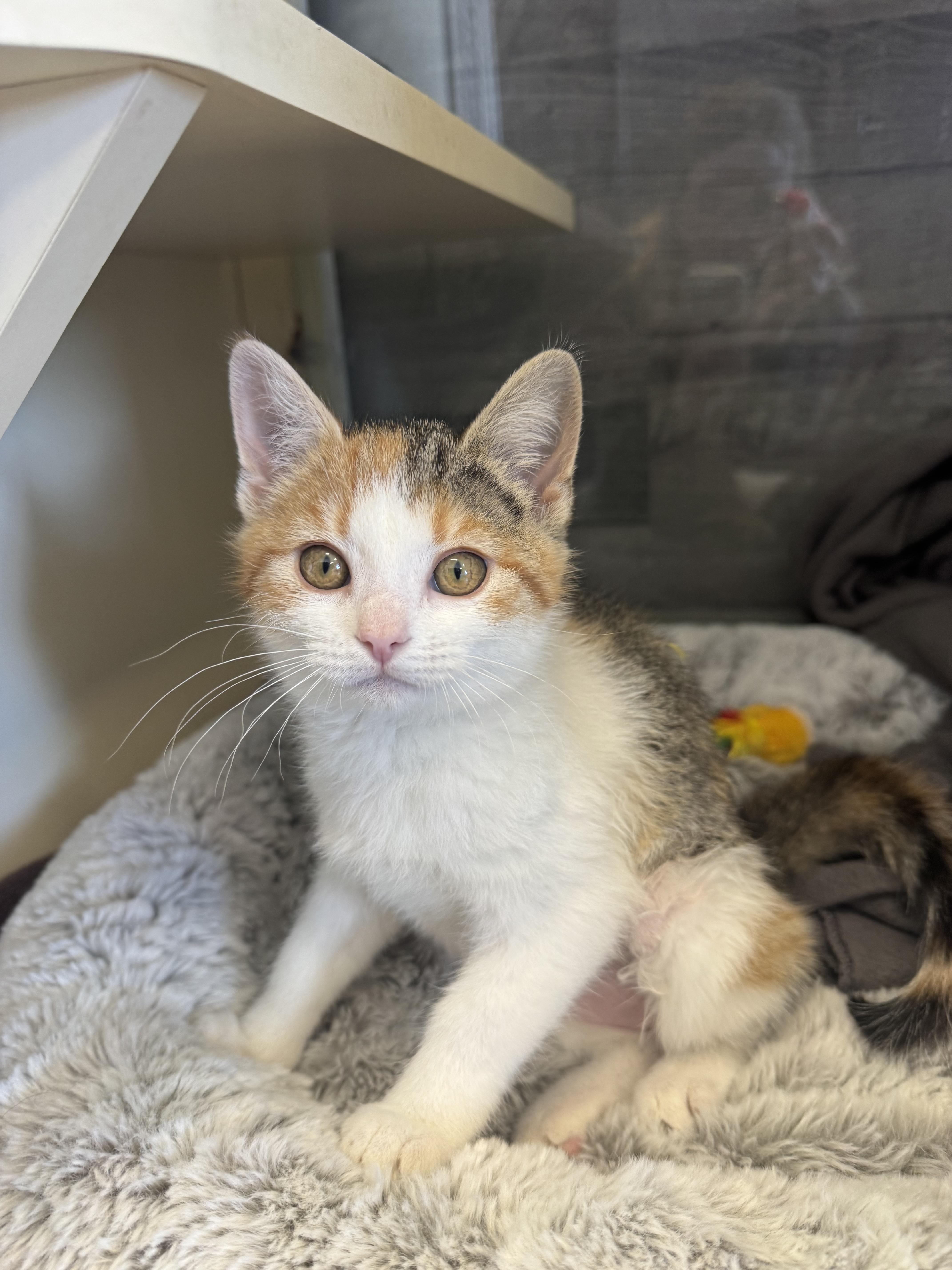 Enlarge Fawn, an adopted mixed breed in Buena Vista, CO image 1/2