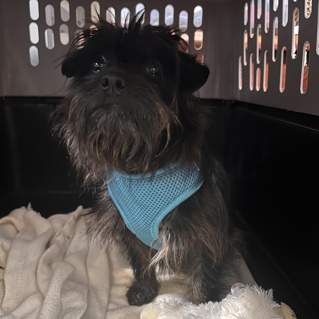Enlarge Wednesday, a Adoptable mixed breed in Fredericksburg, VA image 1/3