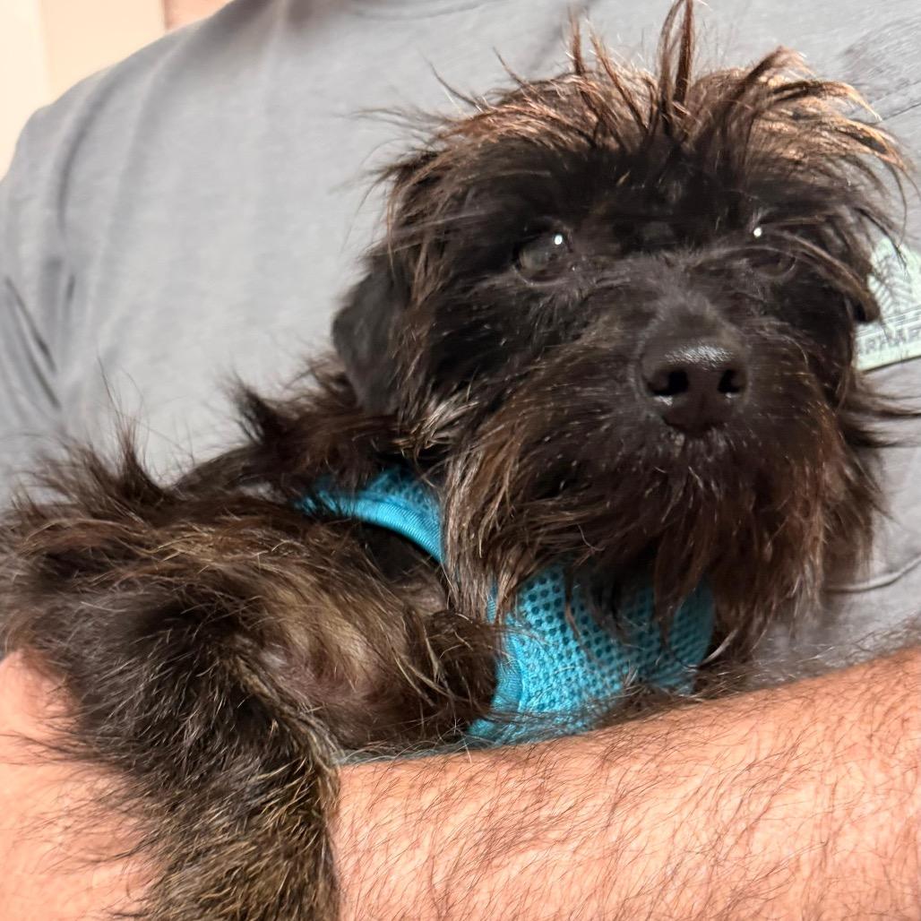 Enlarge Wednesday, a Adoptable mixed breed in Fredericksburg, VA image 2/3