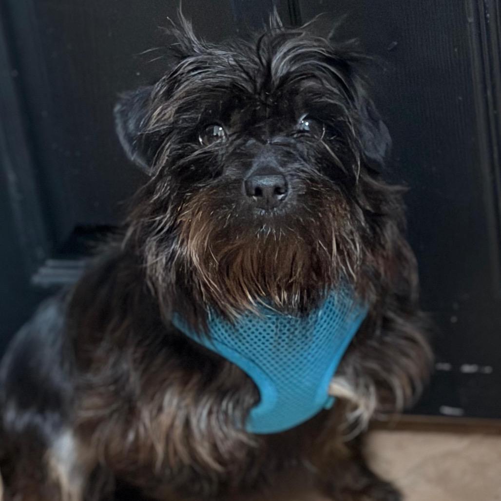 Enlarge Wednesday, a Adoptable mixed breed in Fredericksburg, VA image 3/3