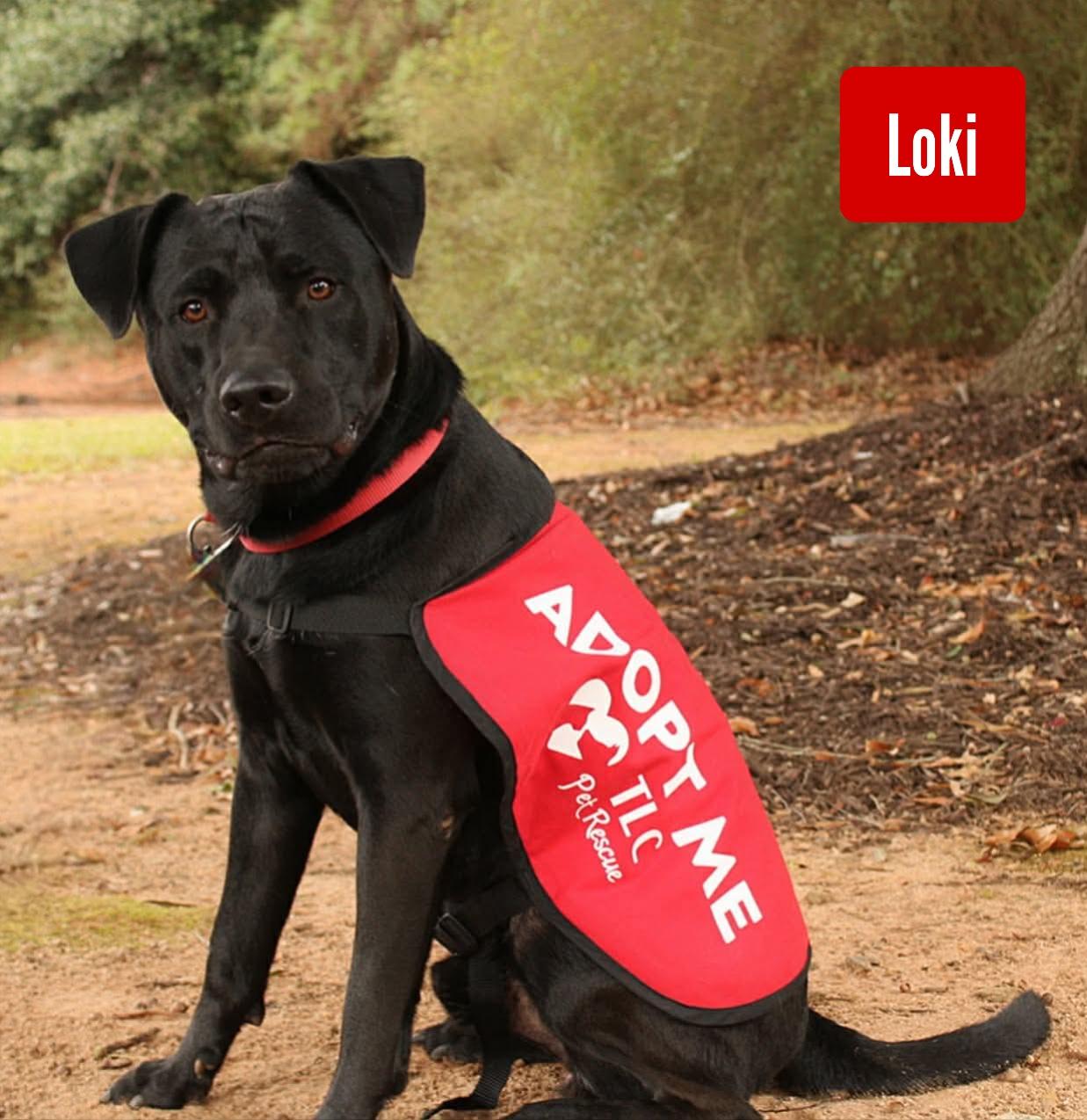 Enlarge Loki, a Adoptable mixed breed in Stockbridge, GA image 4/4