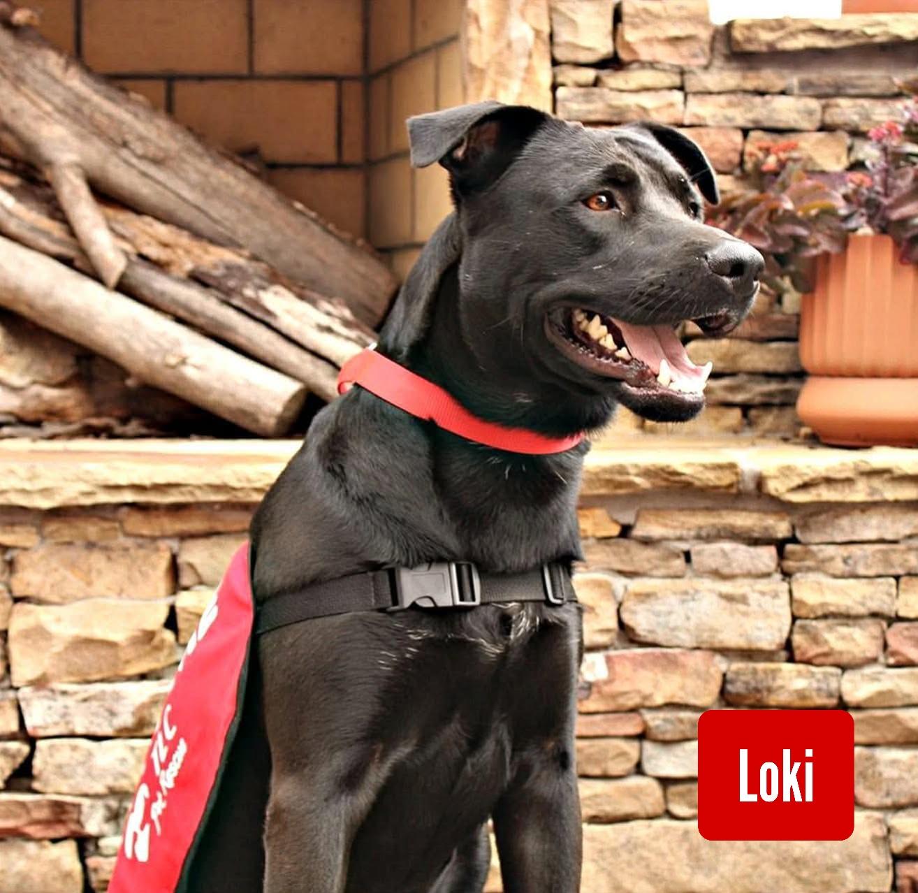 Enlarge Loki, a Adoptable mixed breed in Stockbridge, GA image 3/4