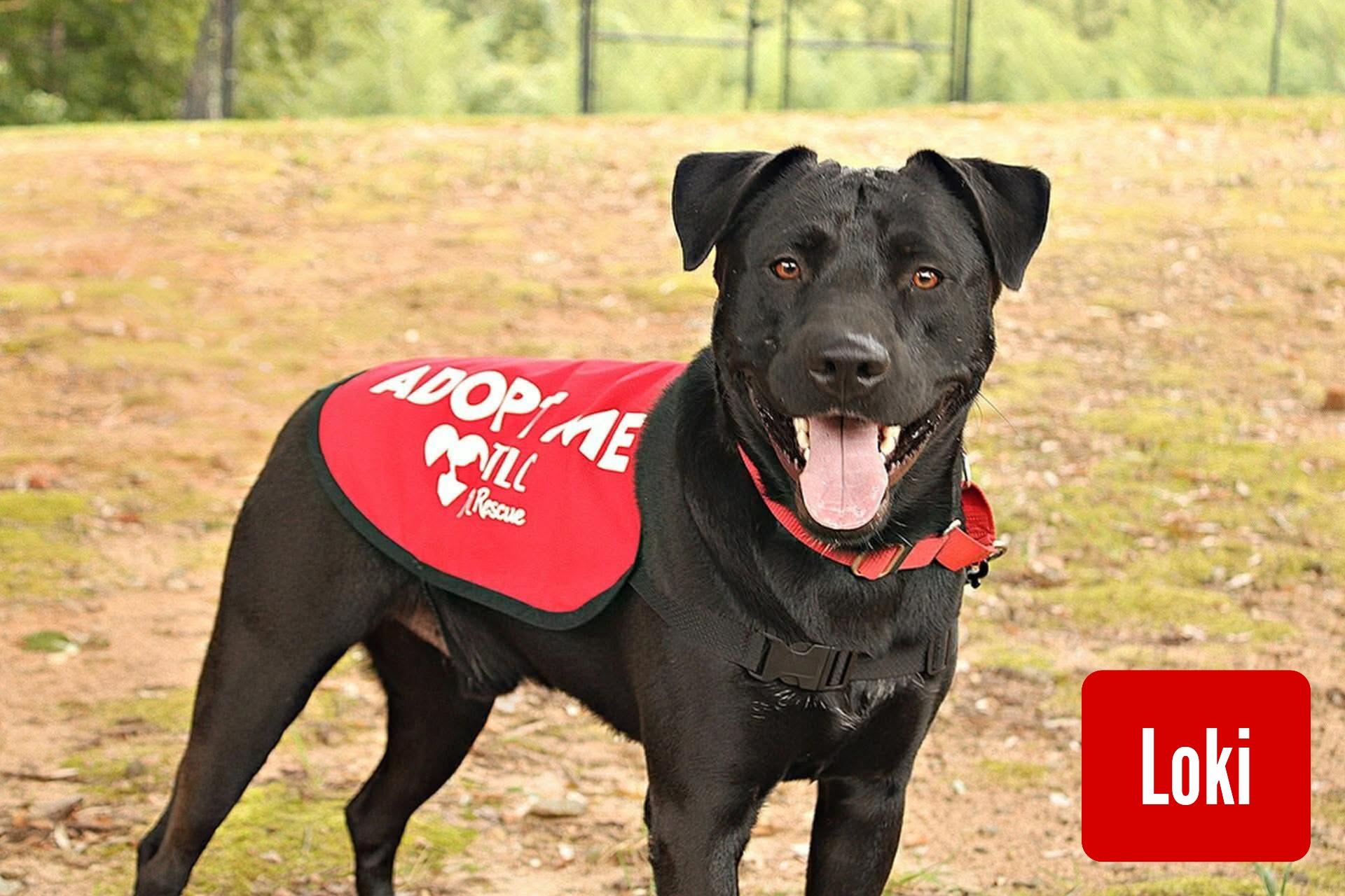 Loki, Adoptable, Young Male Black Labrador Retriever.