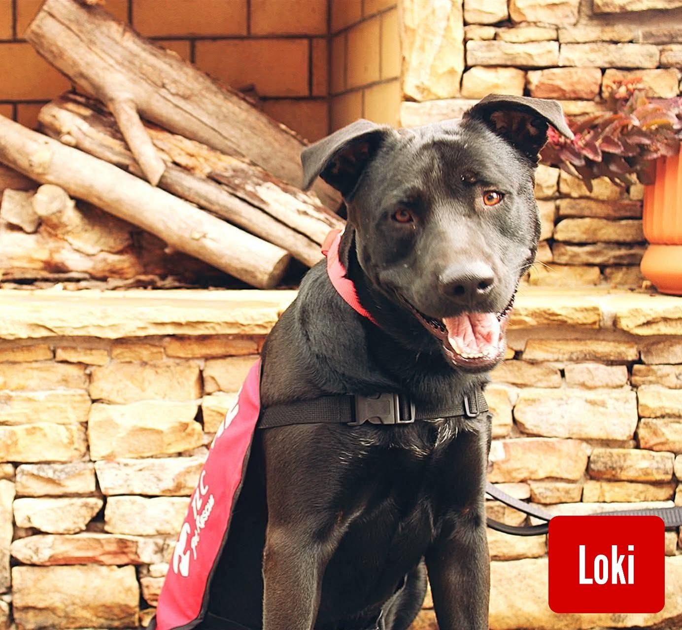 Enlarge Loki, a Adoptable mixed breed in Stockbridge, GA image 2/4