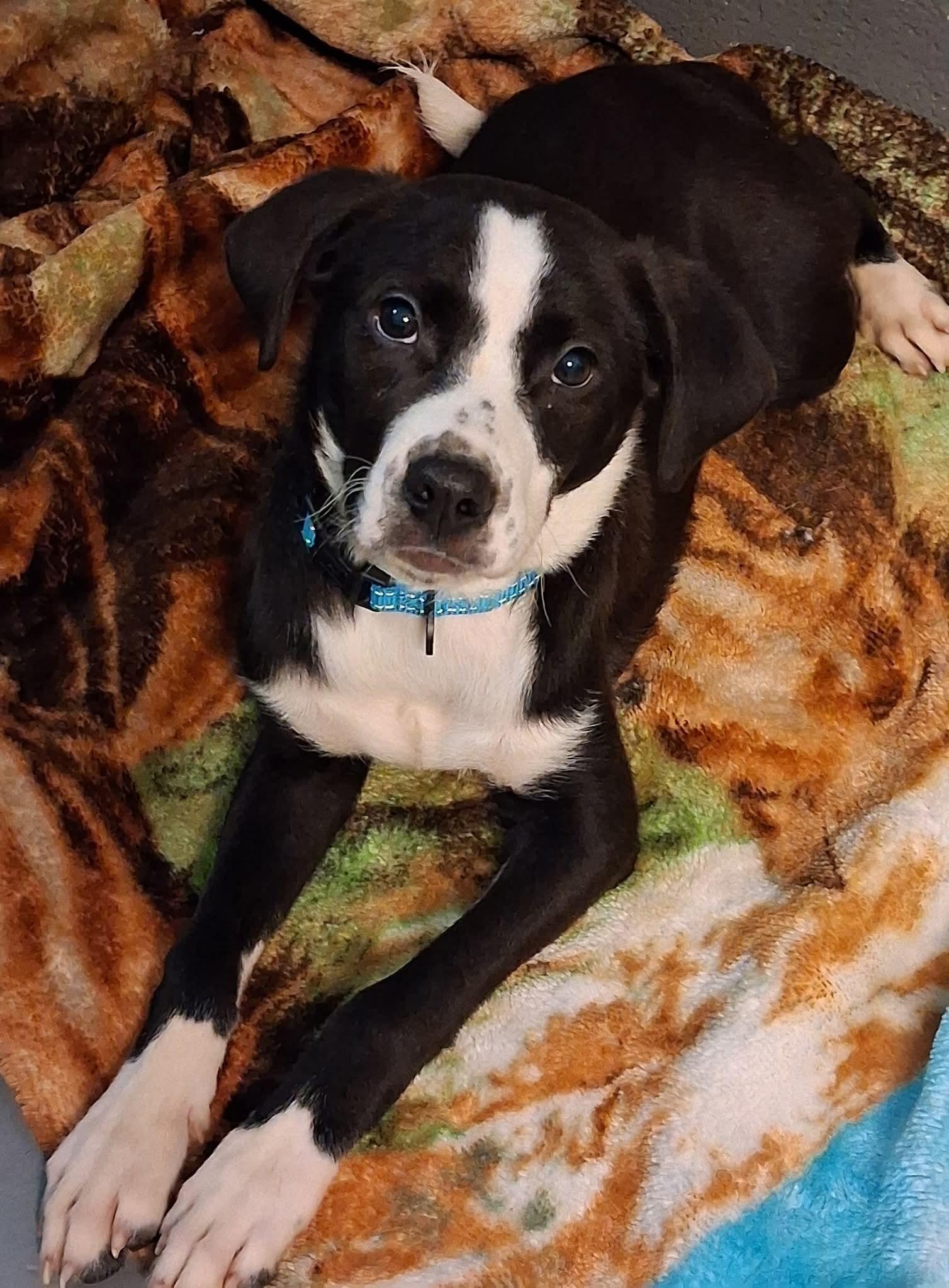 Enlarge Bobbie, a Adopted mixed breed in Stuart, VA image 1/1