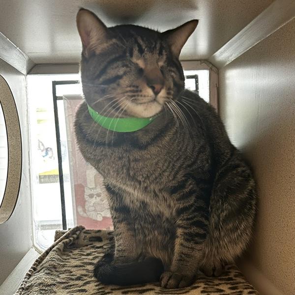 Enlarge Ray, a Adoptable mixed breed in Oakland, CA image 2/4