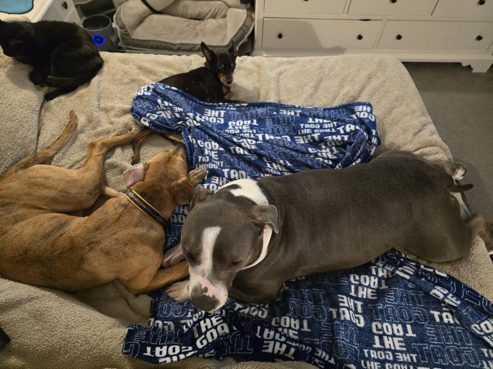 Slim Sadie(26-031 D), a Adoptable mixed breed in Lansing, MI image 2/6