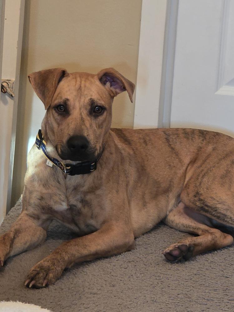 Slim Sadie(26-031 D), a Adoptable mixed breed in Lansing, MI image 3/6