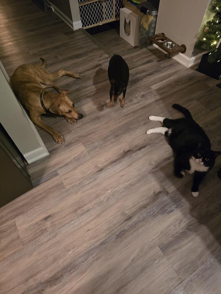 Slim Sadie(26-031 D), a Adoptable mixed breed in Lansing, MI image 4/6