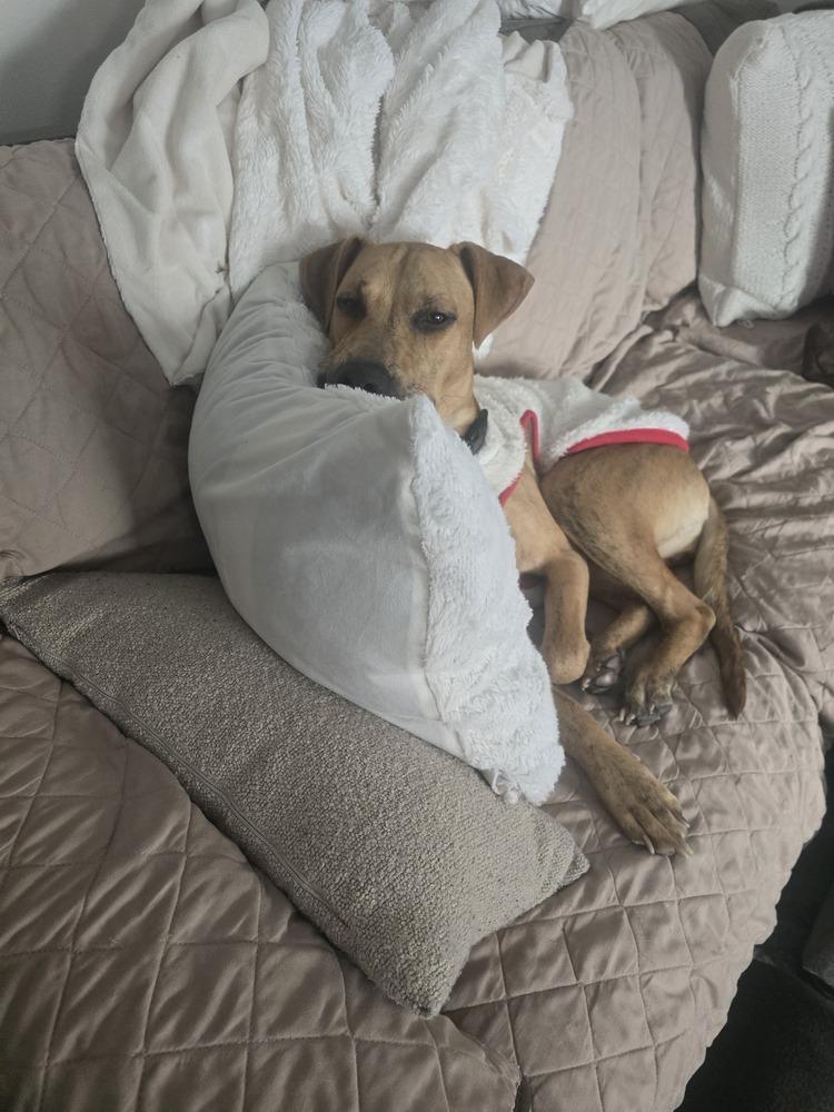 Slim Sadie(26-031 D), a Adoptable mixed breed in Lansing, MI image 5/6