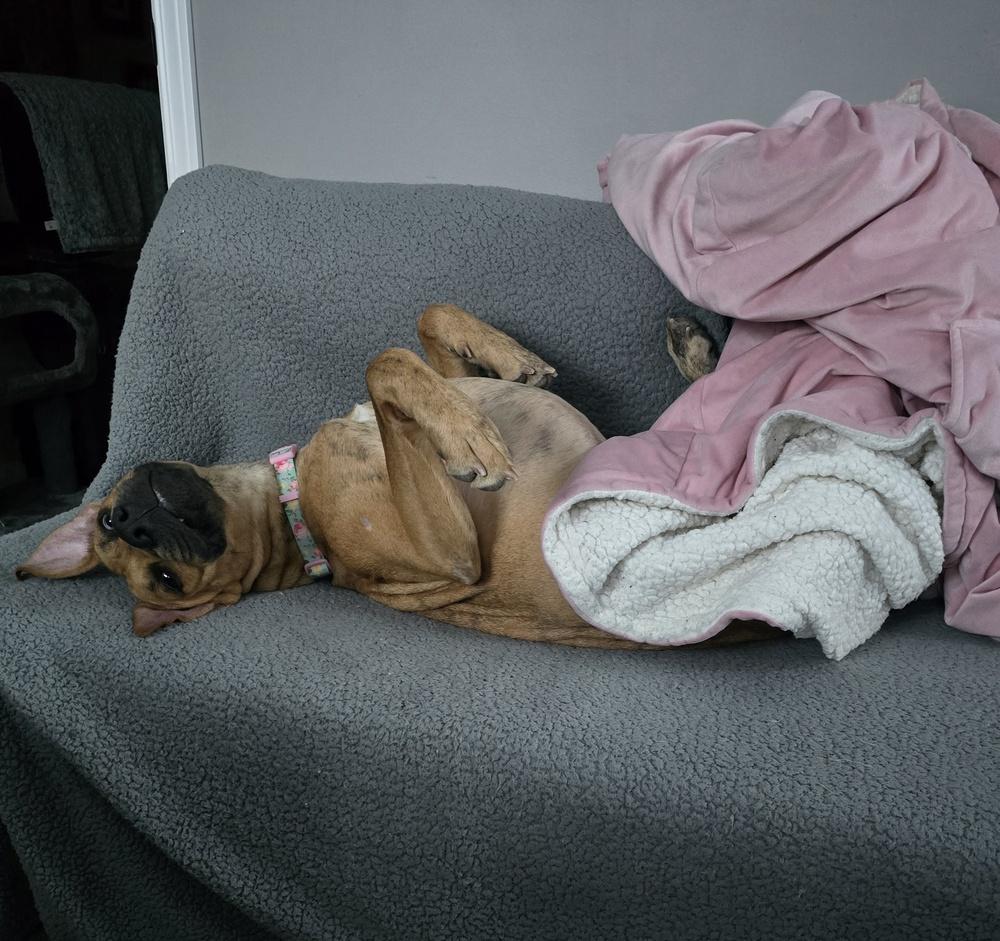 Slim Sadie(26-031 D), a Adoptable mixed breed in Lansing, MI image 6/6