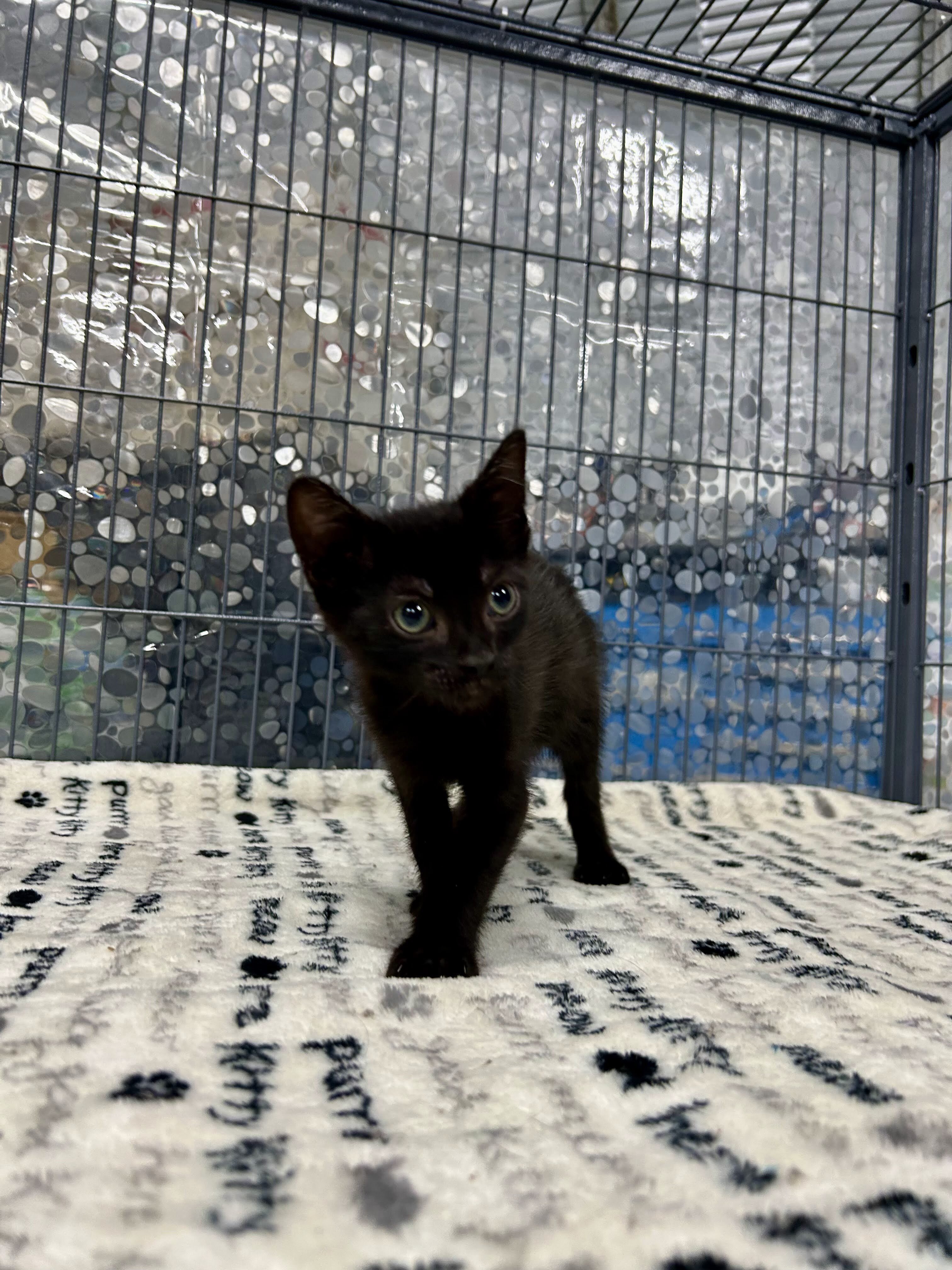 Cat for adoption BRANDON, a Domestic Short Hair in Tillsonburg, ON