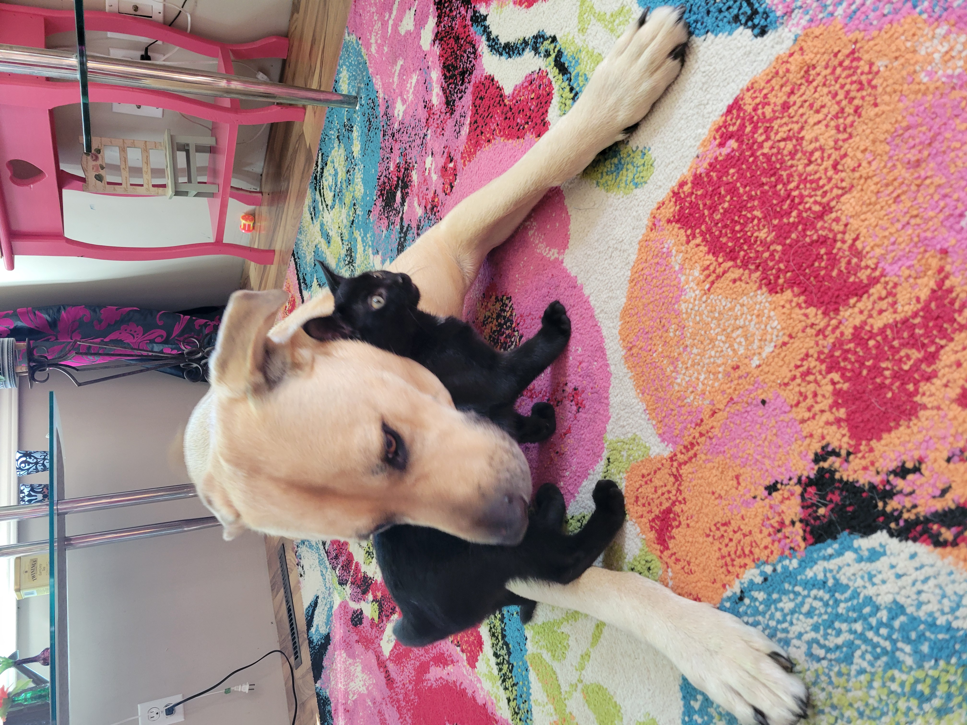 Cat for adoption BRANDON, a Domestic Short Hair in Tillsonburg, ON