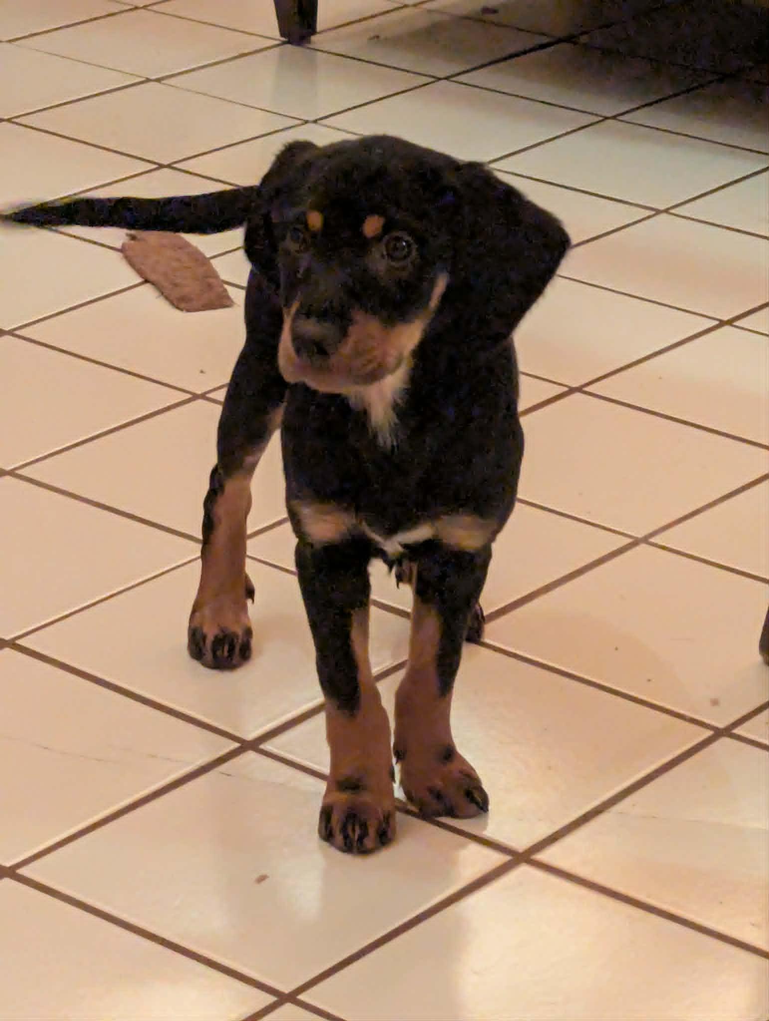 Enlarge Winnie, a Adoptable Hound in Mechanicsburg, PA image 1/1